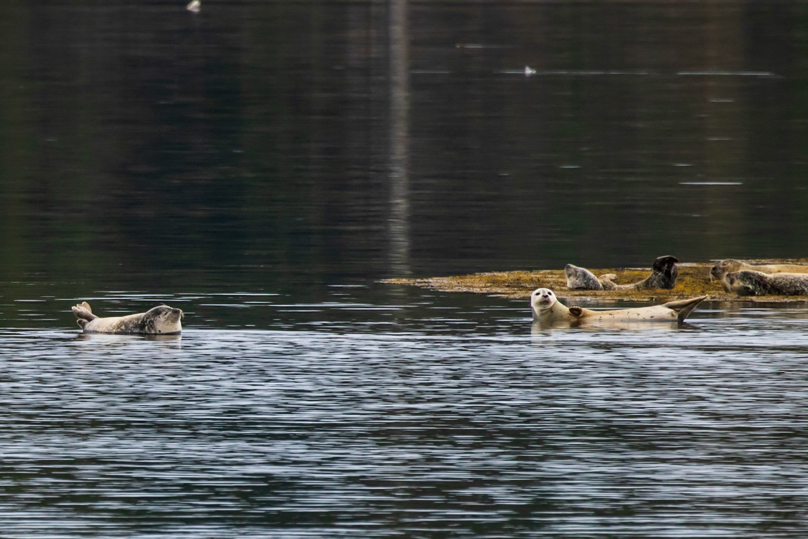 Warren Island State Park, ME