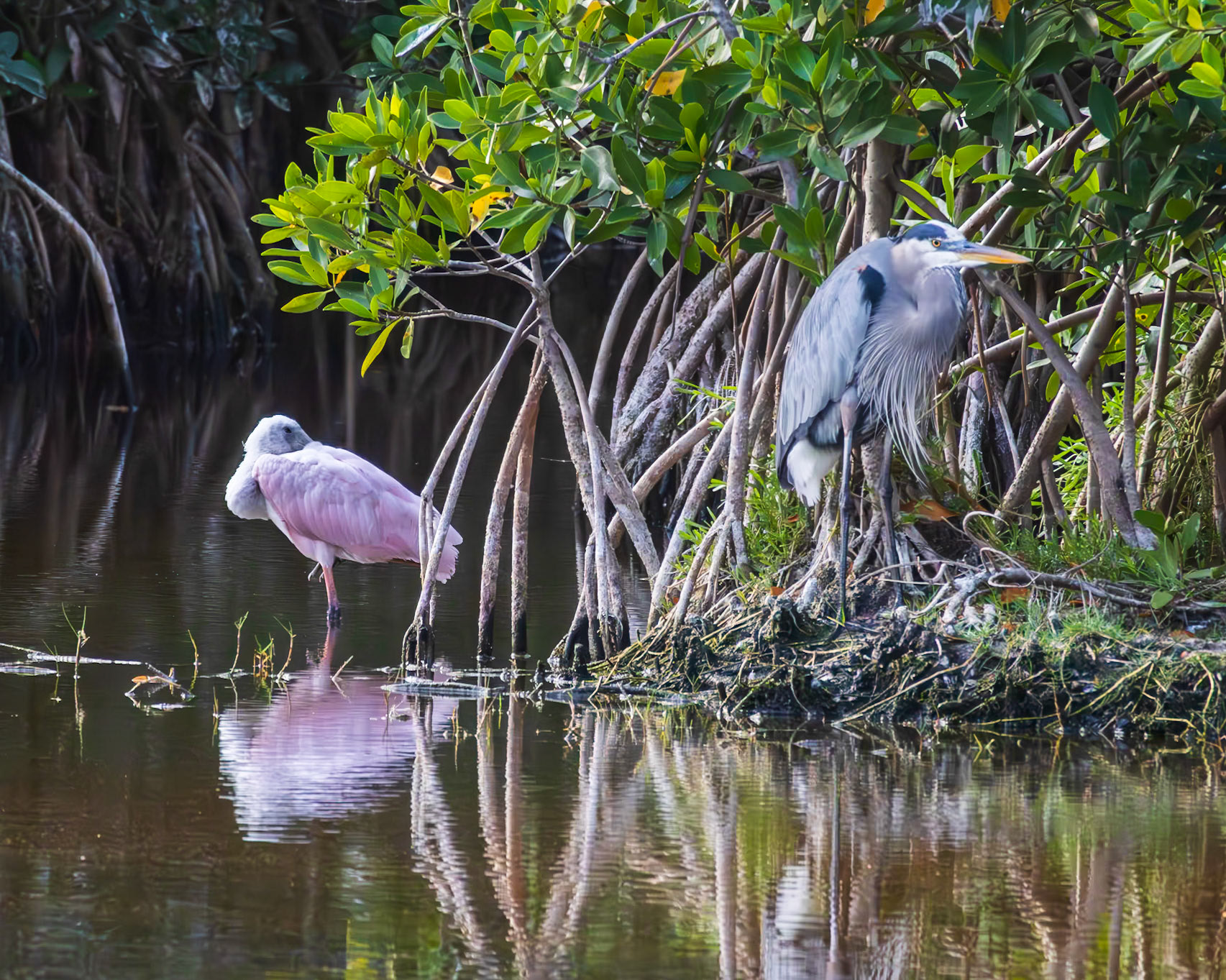 10,000 Islands Marsh Walk, FL