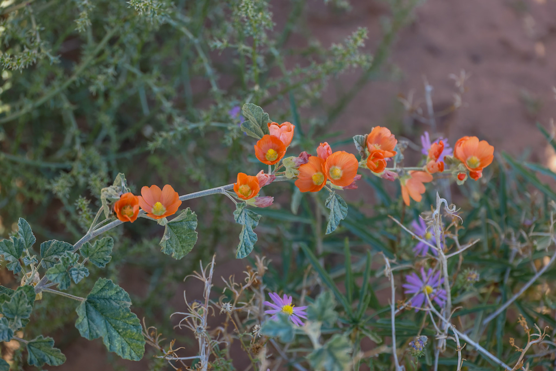 White House CG, Knab UT