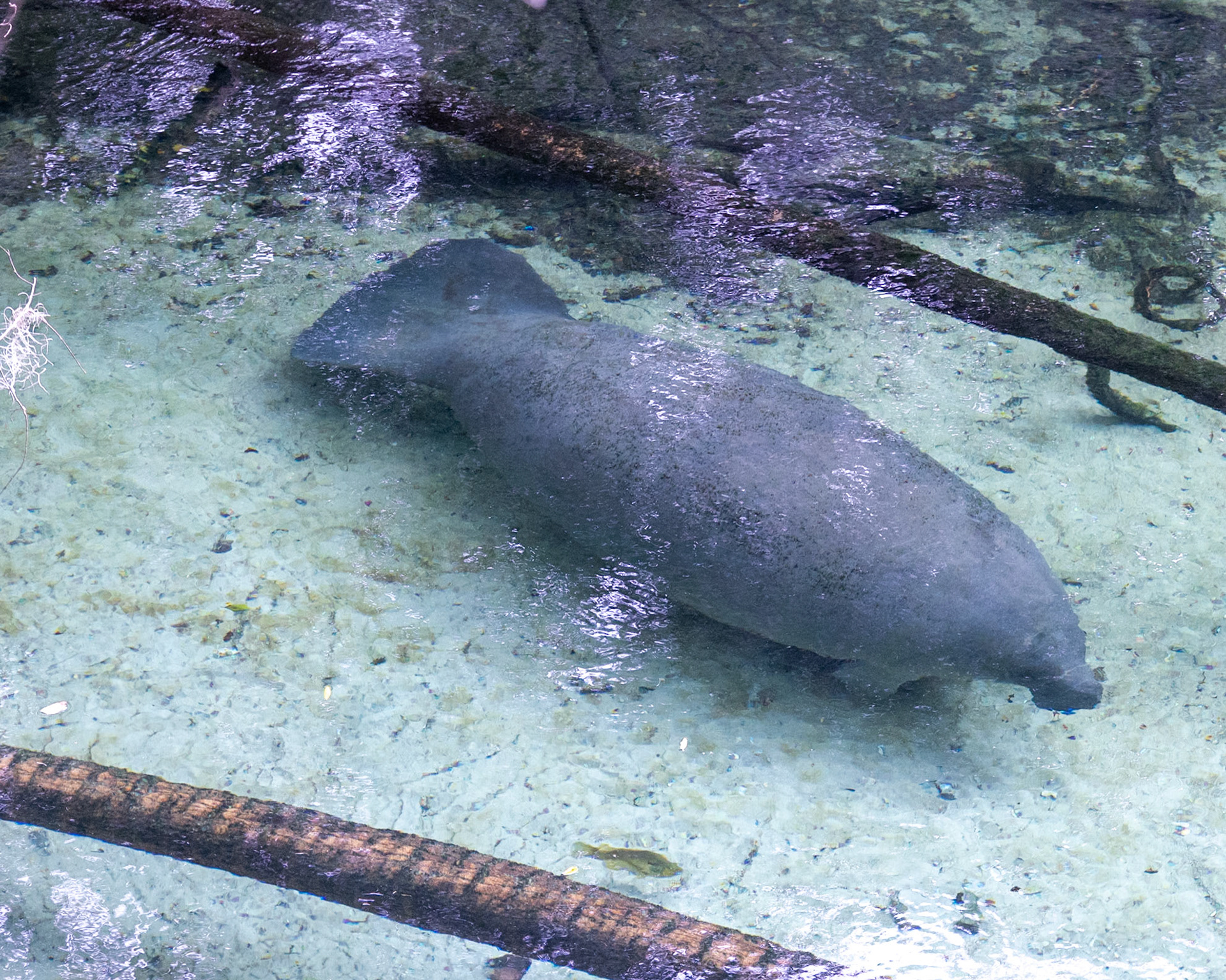 Blue Springs SP, Orange City FL