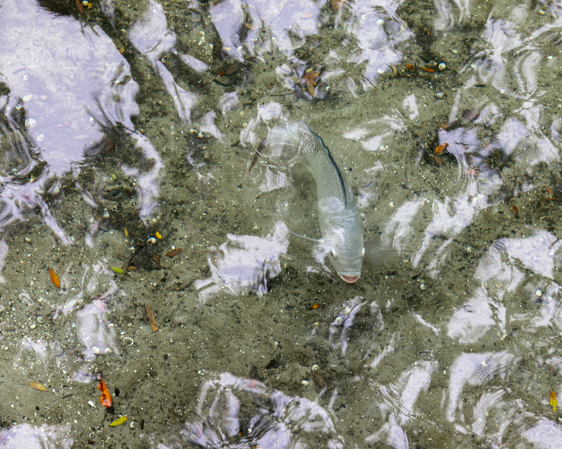 Blue Springs SP, Orange City FL