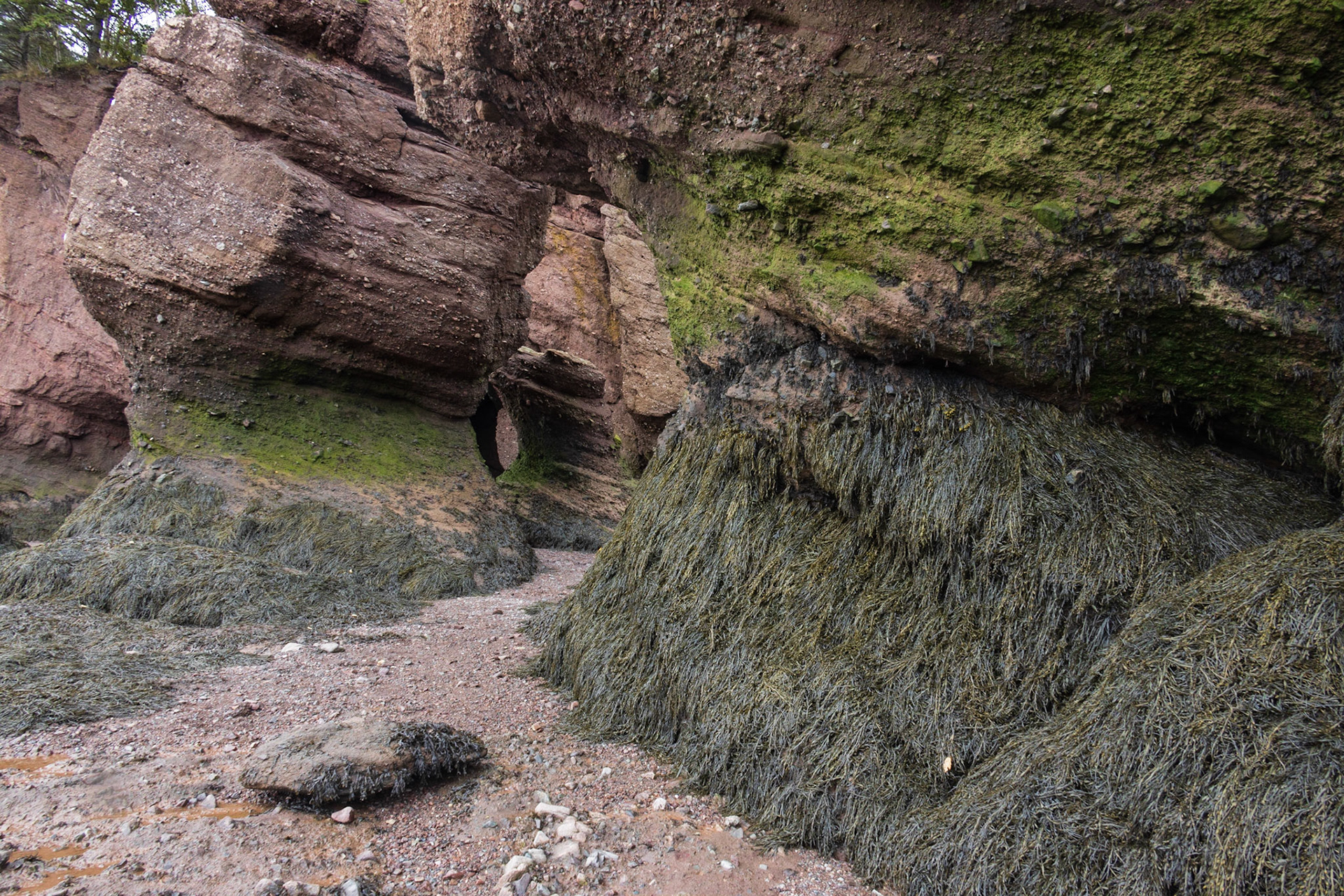 Hopewell Rocks PP, New Brunswick