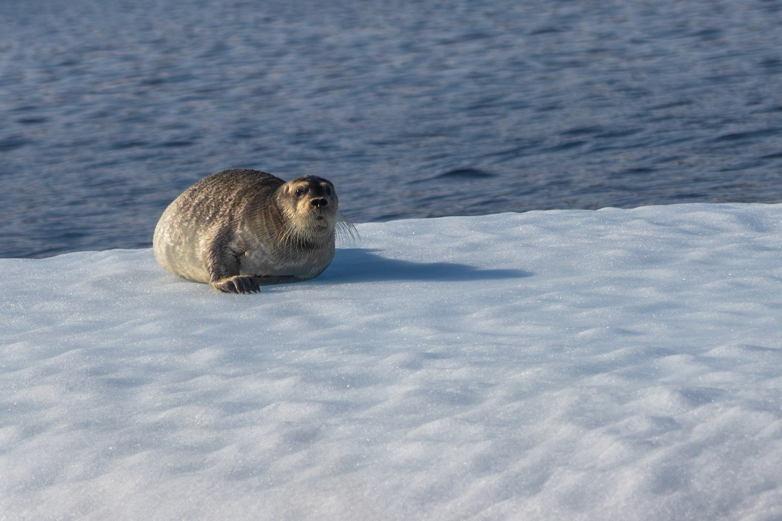 Zodiac ride back to Base Camp, Torngats, NL