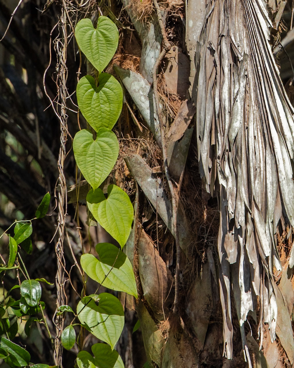 River Rapids Nature Trail, Tampa FL