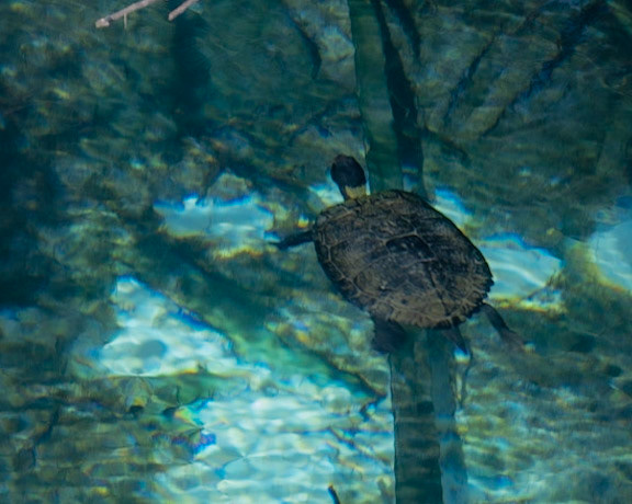 Fern Hammock Spring, FL