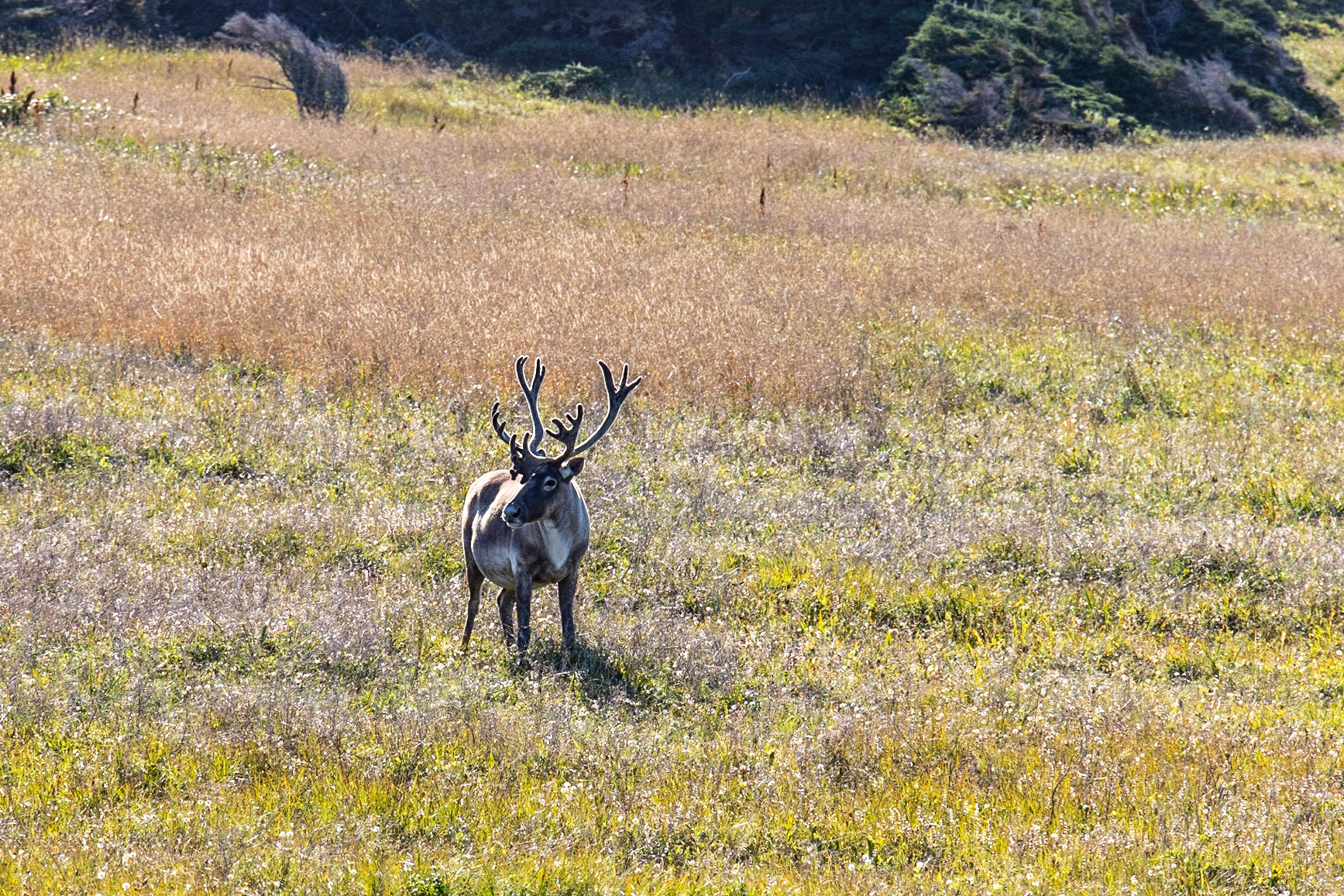 Port au Choix Seashore, NL