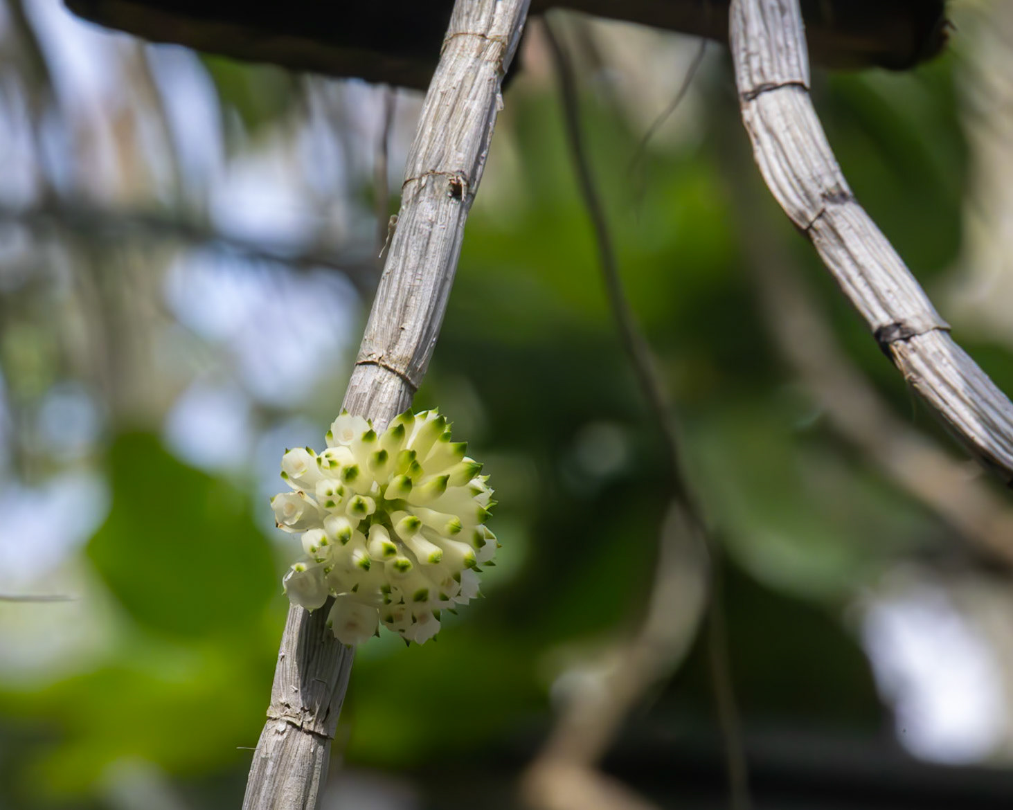 Naples Botanical Gardens, Naples FL