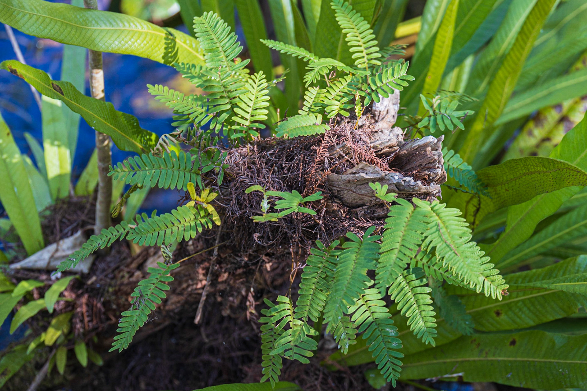 Corkscrew Swamp Sanctuary