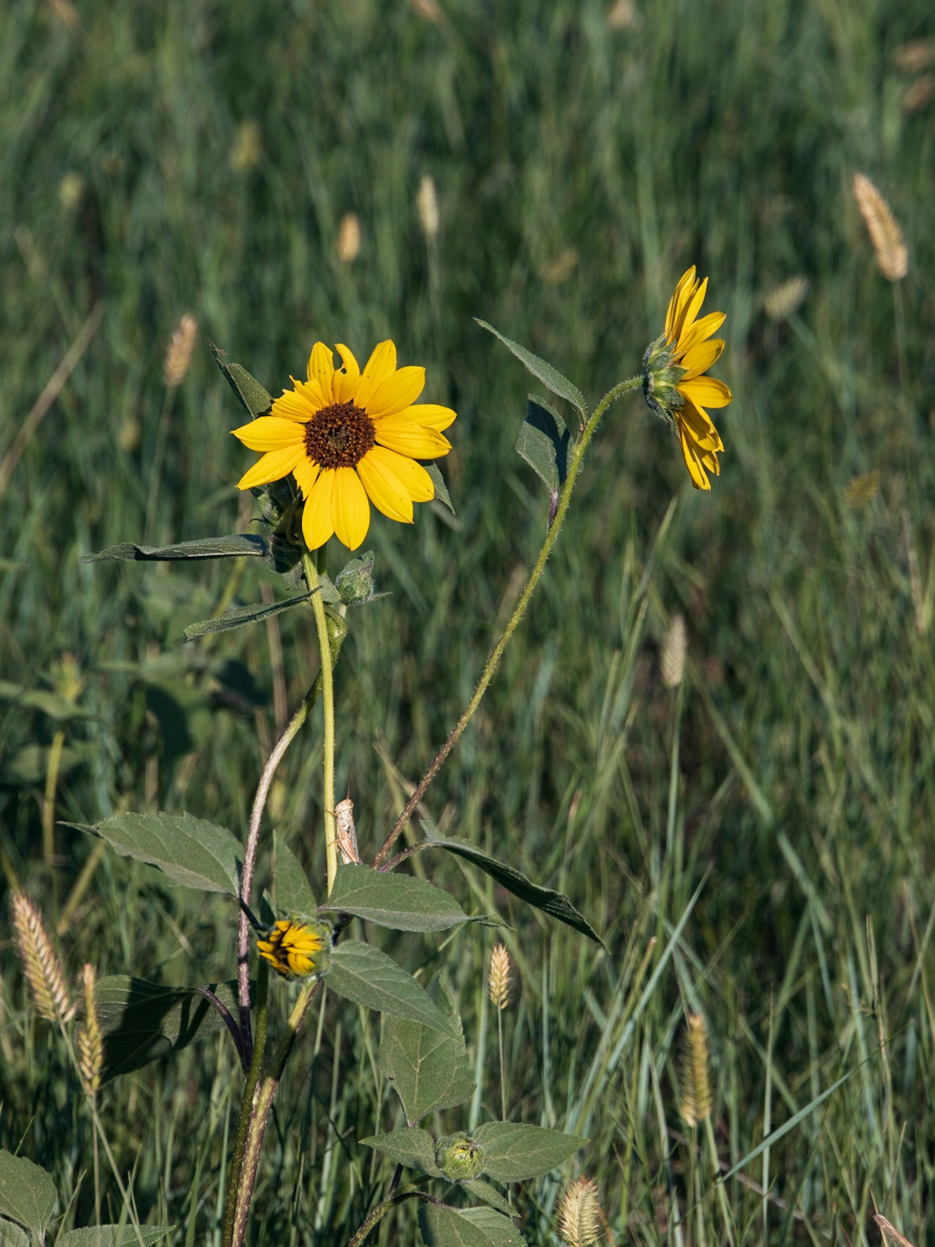 Theodore Roosevelt NP, South Unit, ND