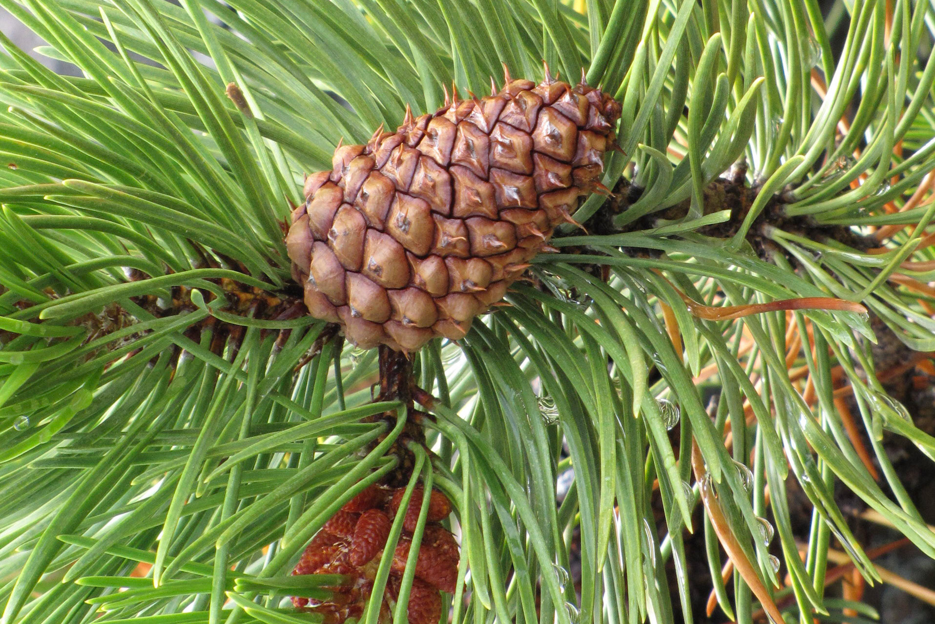 Rock Island Camp BC CA