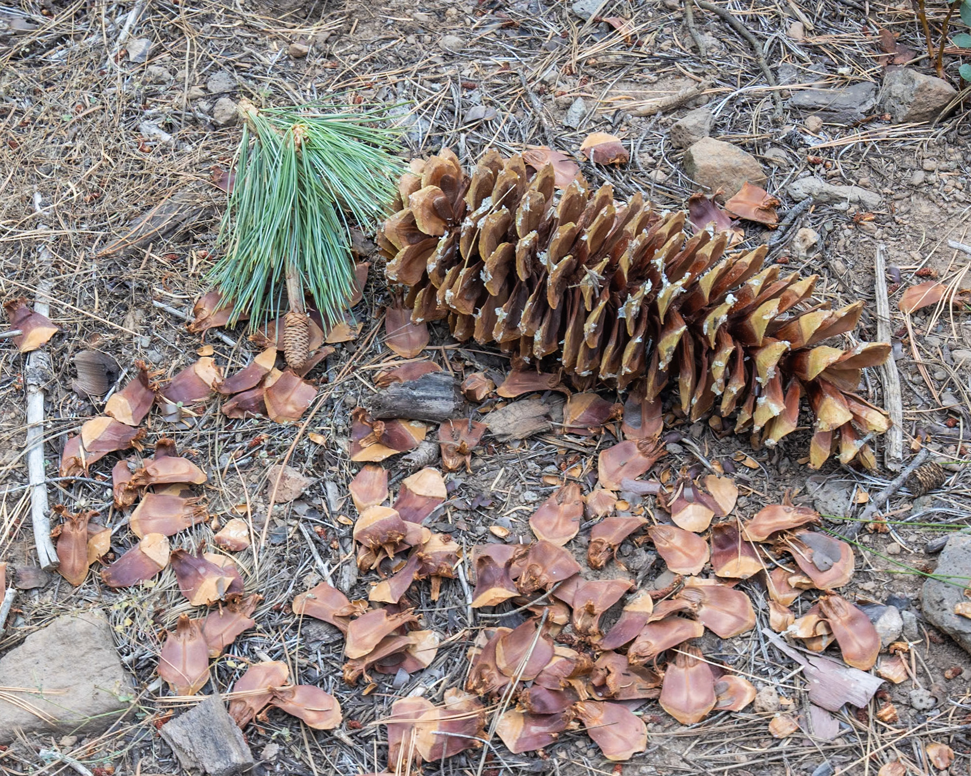 Star Lake Road, Fish Camp CA