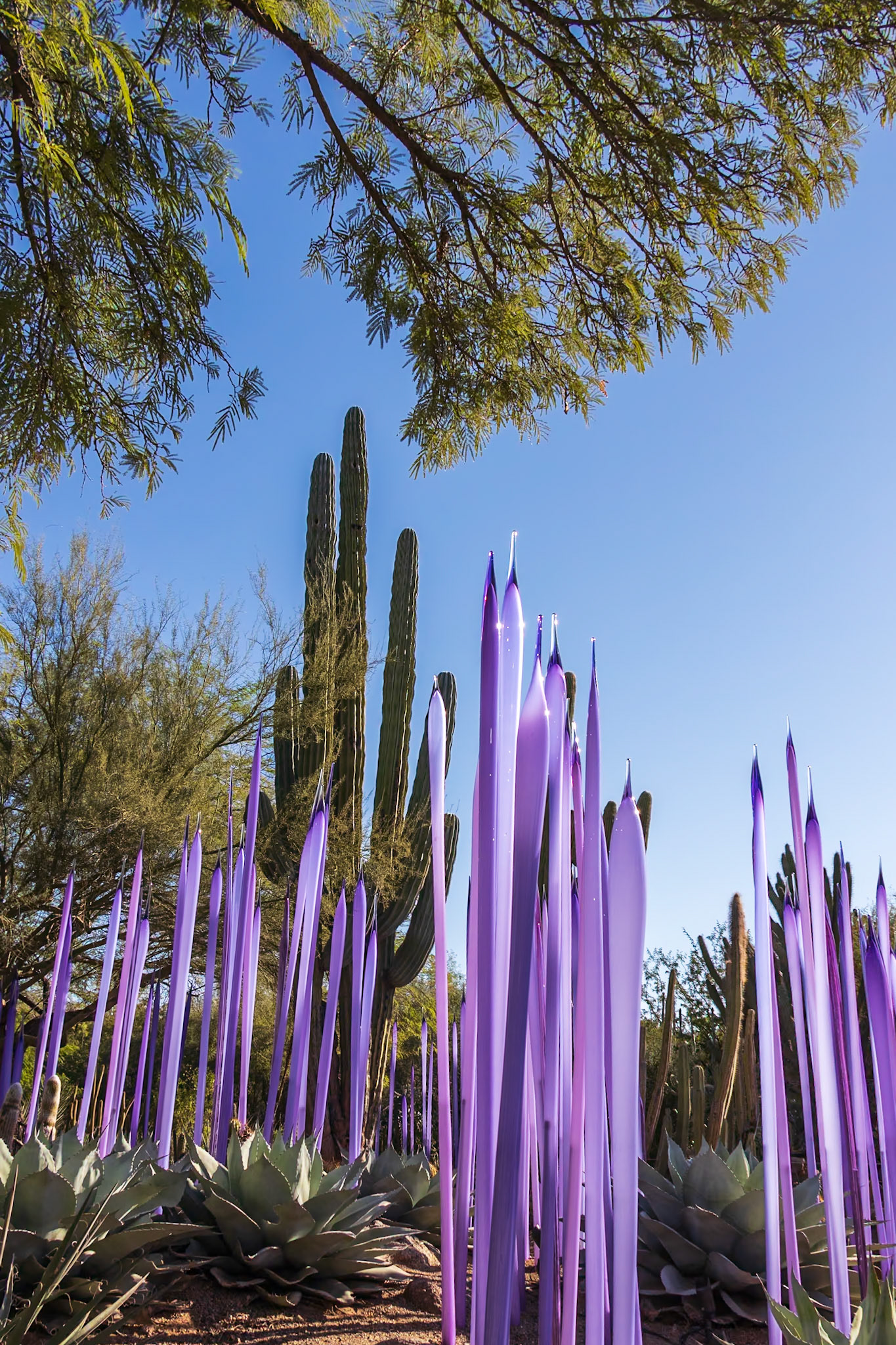 Chuhuly, Desert Botanical Garden, Poenix AZ