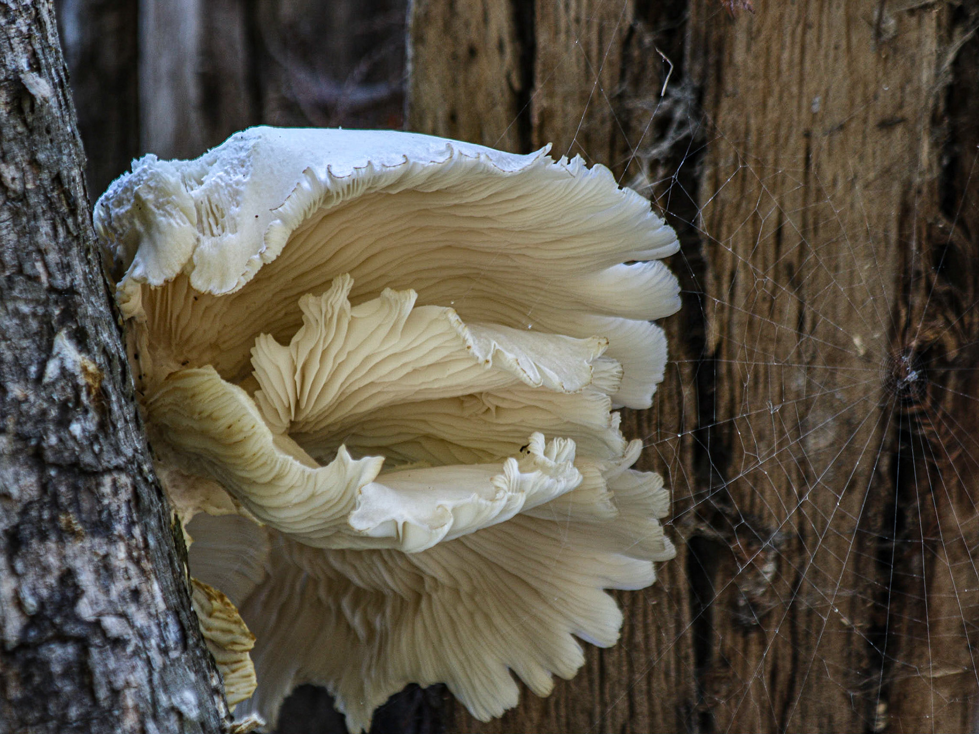 Circle B Bar Reserve, Lakeland FL