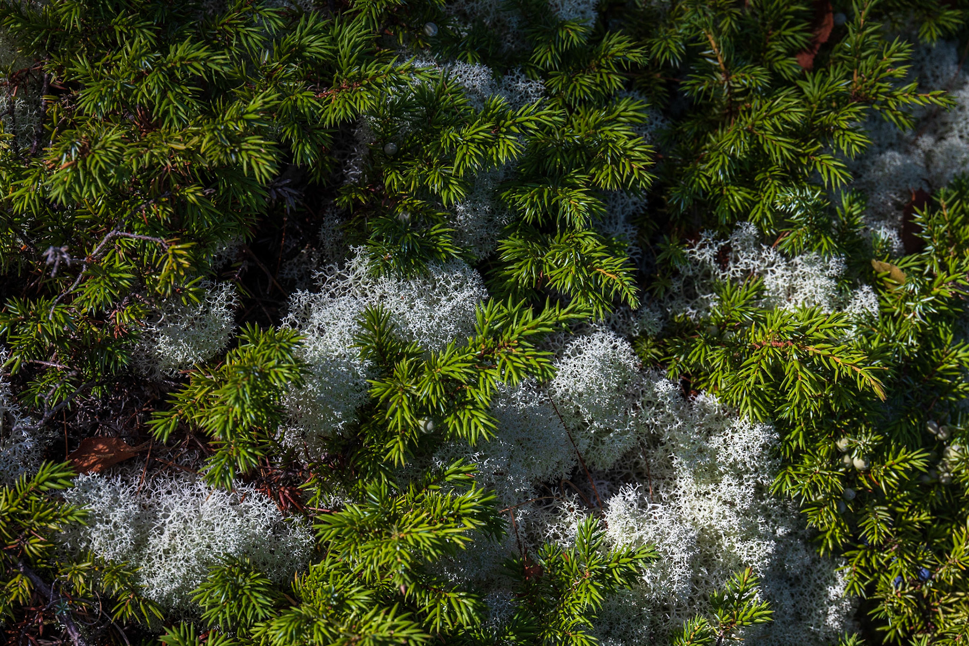 Hunters Beach Cove Trail, ME
