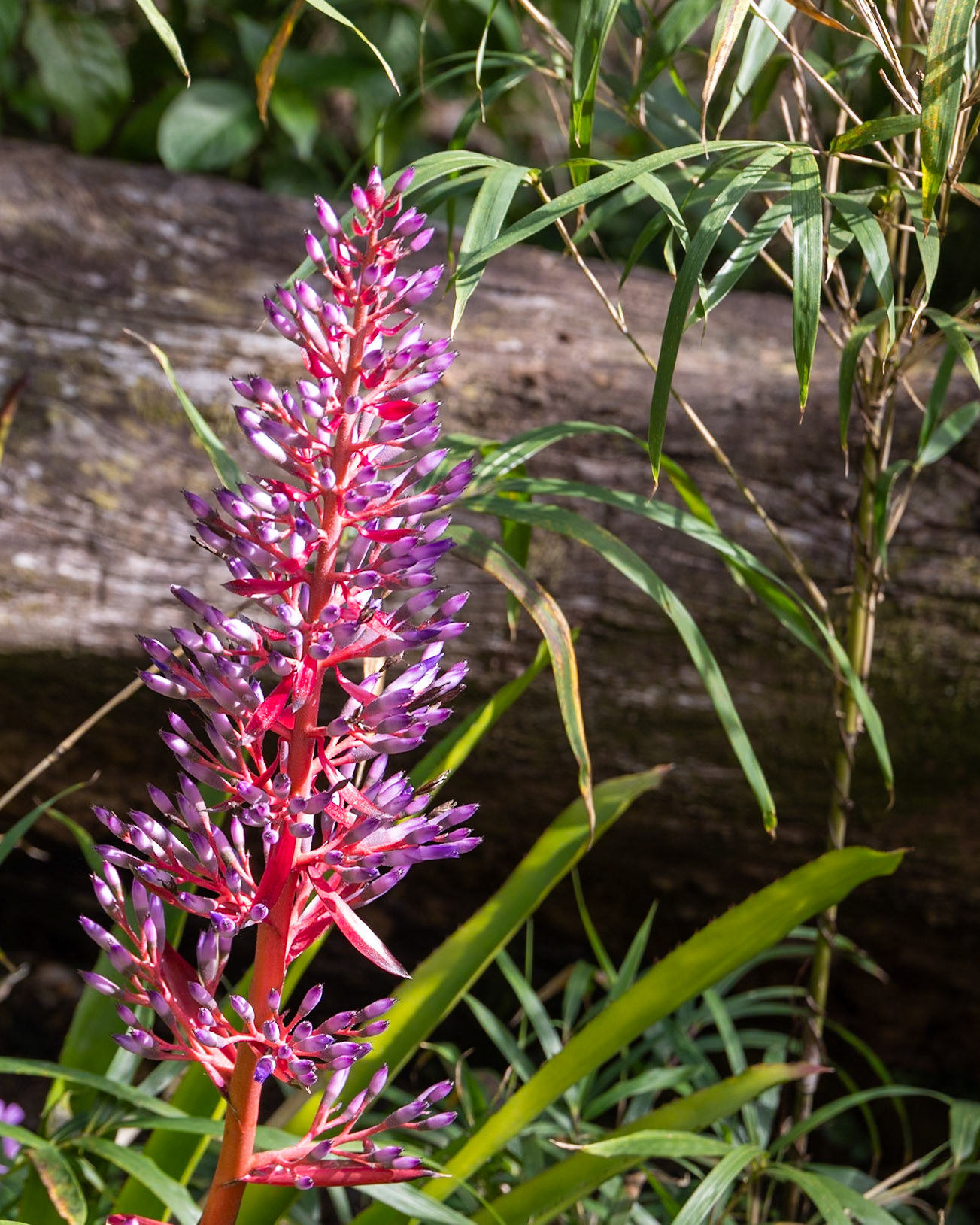 Nehrling Gardens, Gotha FL