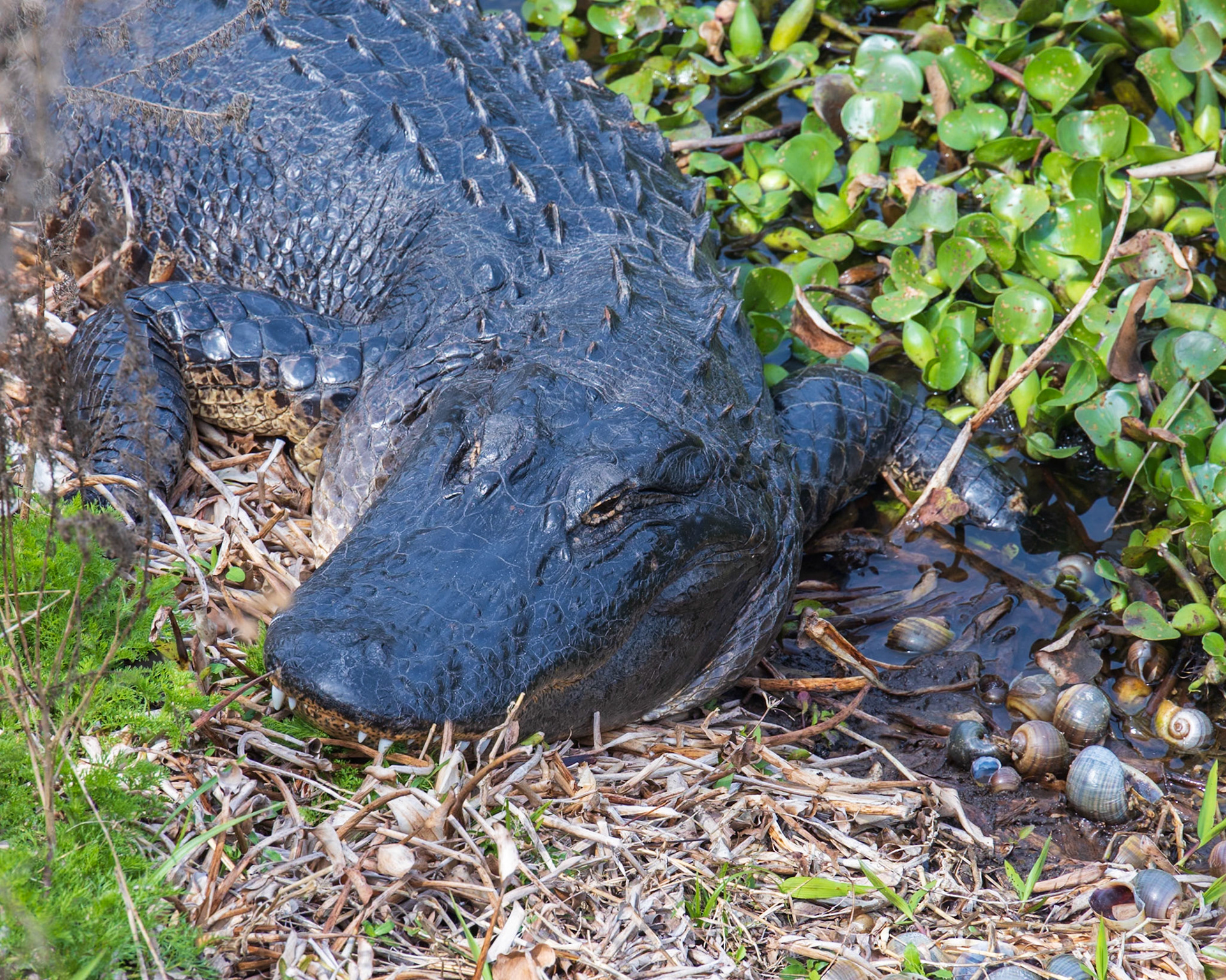 La Chua Boardwalk, Micanopy  FL