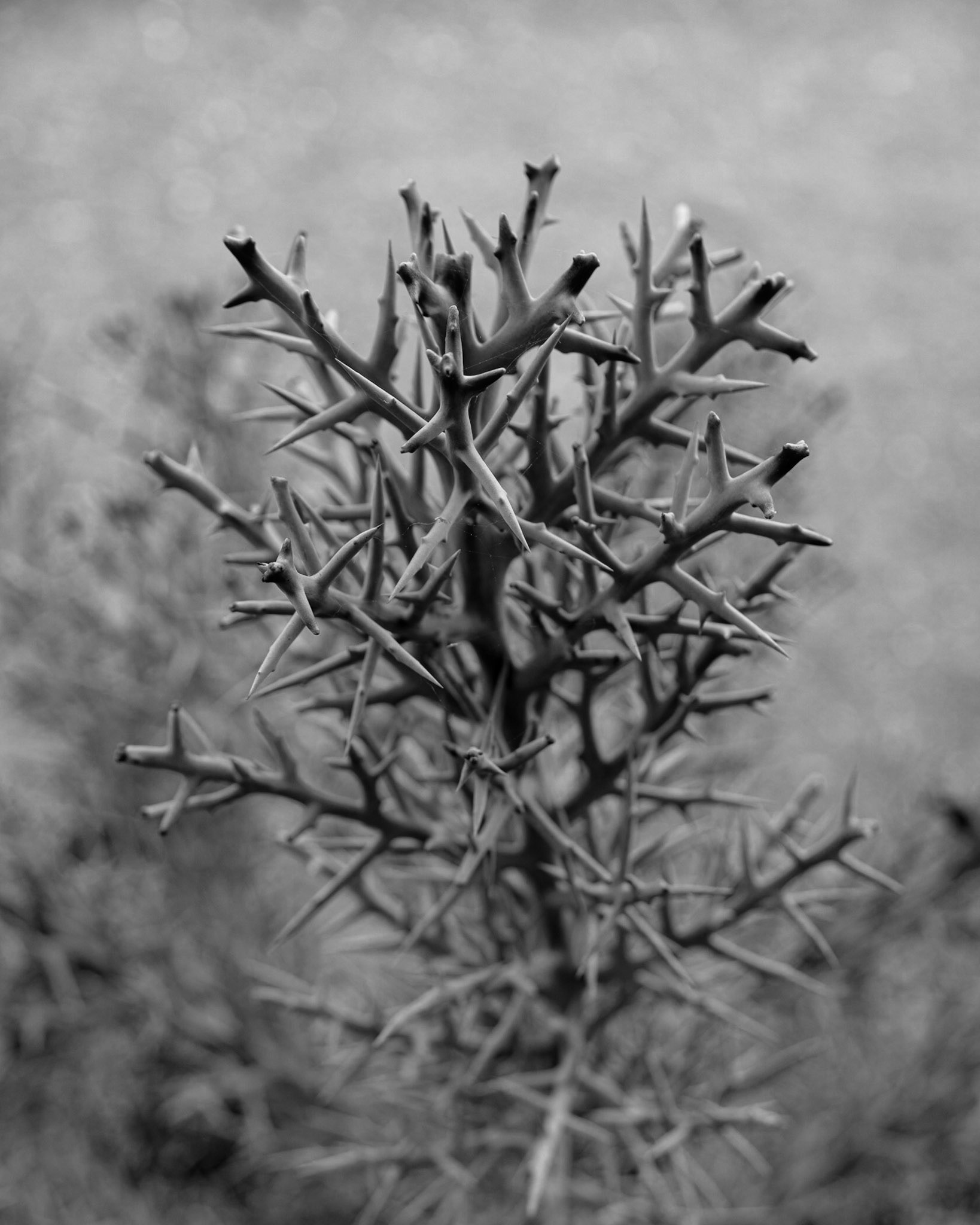 Naples Botanical Garden FL