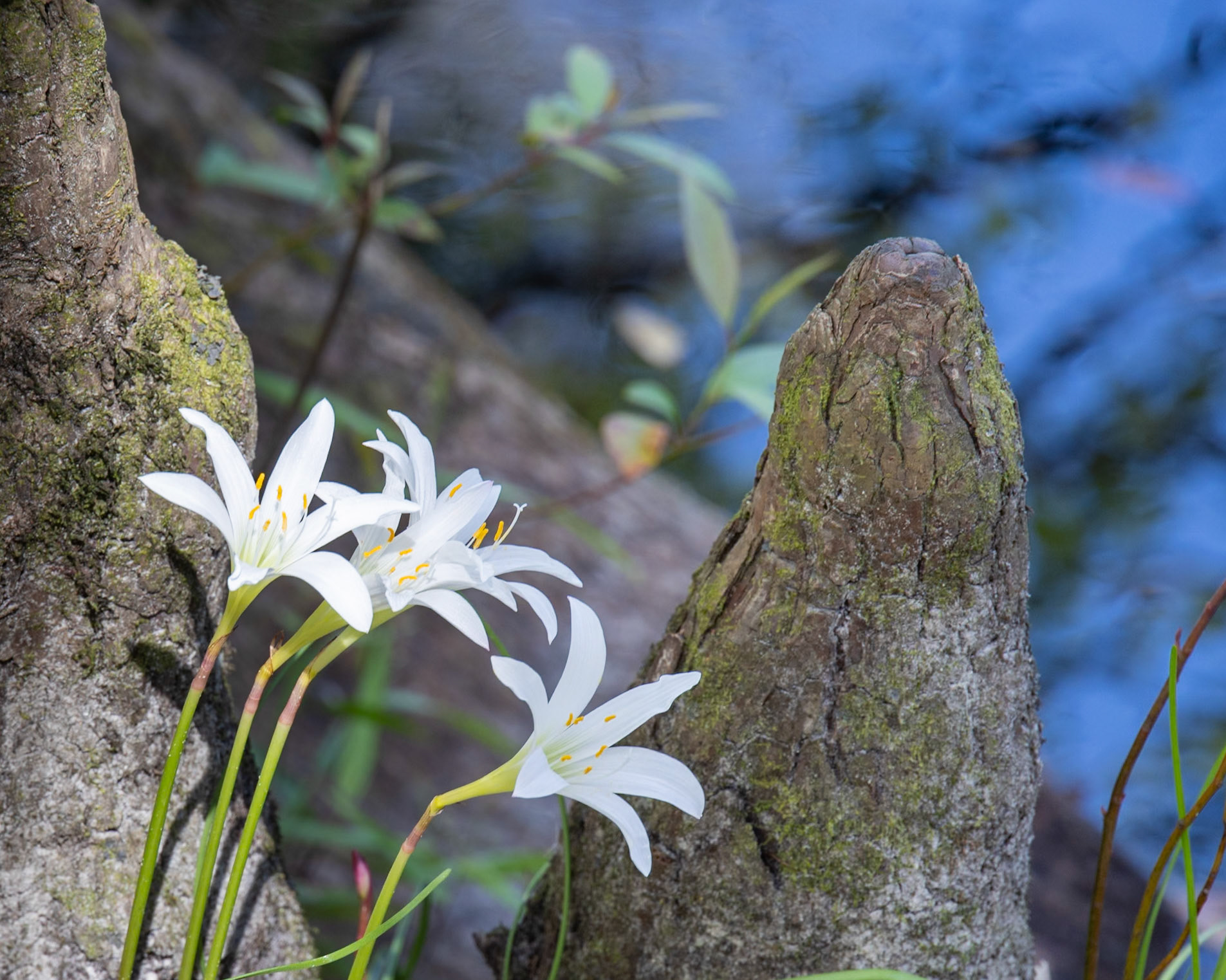 River Rapids Nature Trail, Tampa FL