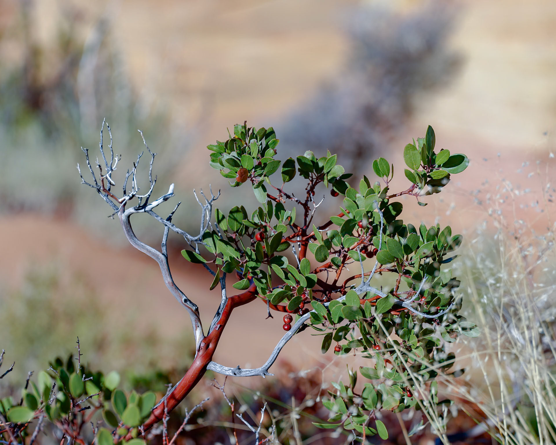 South Coyote Buttes, Vermillion Cliffs AZ