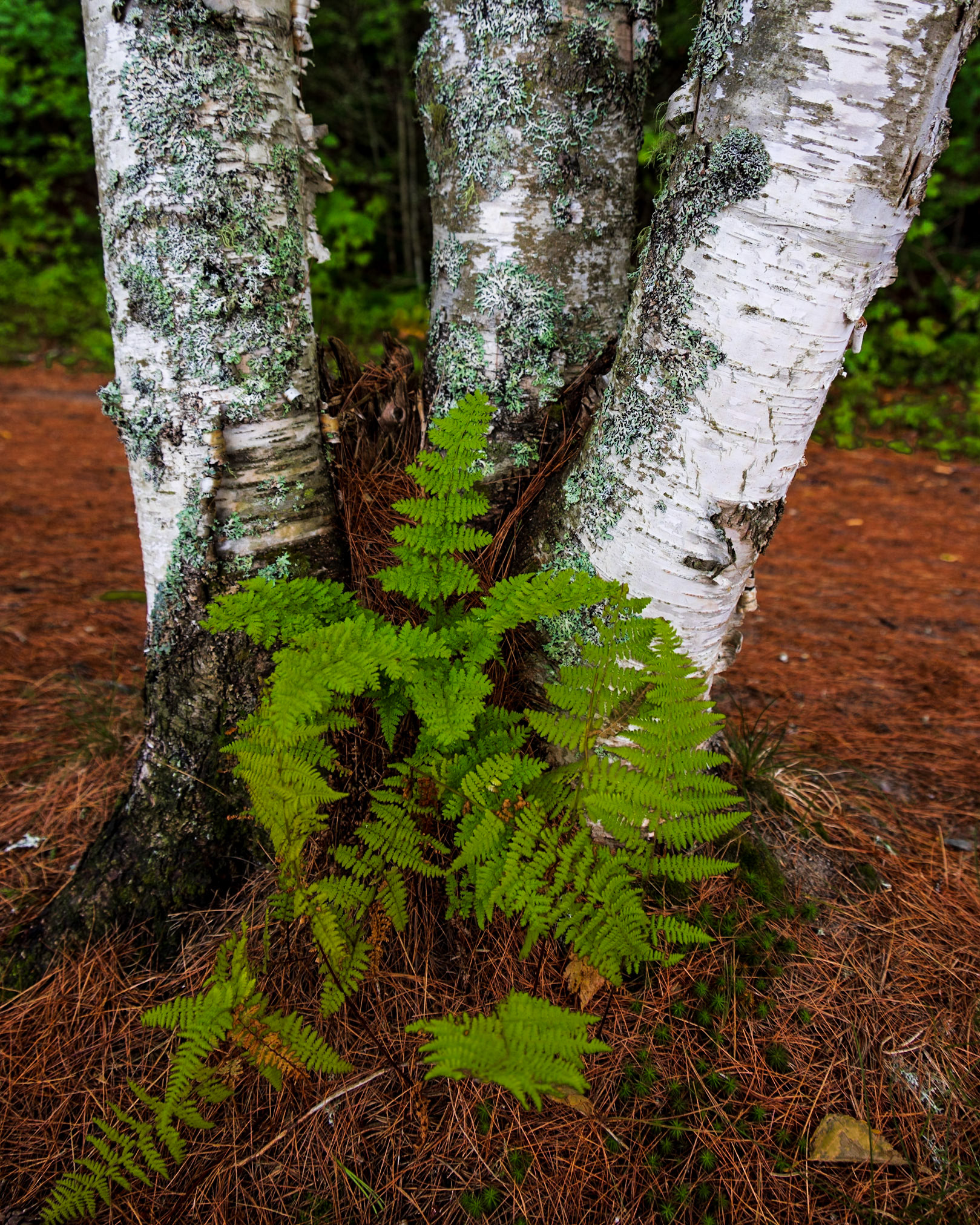Intermediate wood fern