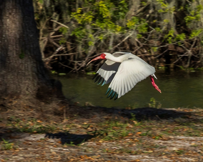 Wilderness Park CG, Fussels Corner, FL