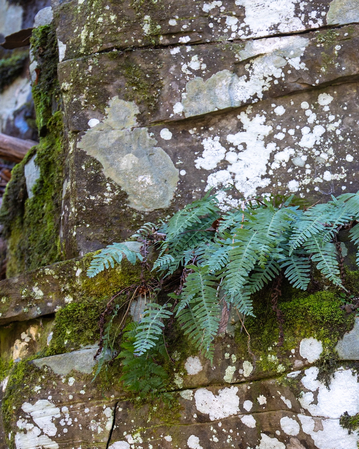 Brush Creek Falls, Eads Mill WV
