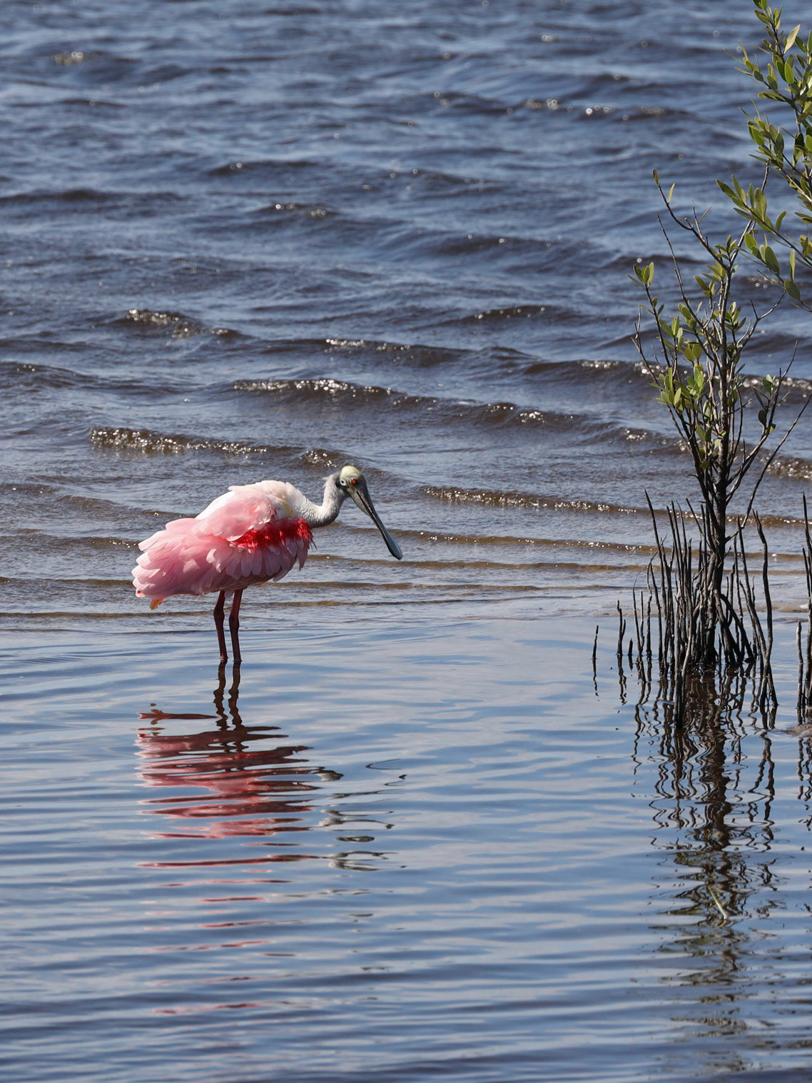Canaveral Natioanl Seashore FL