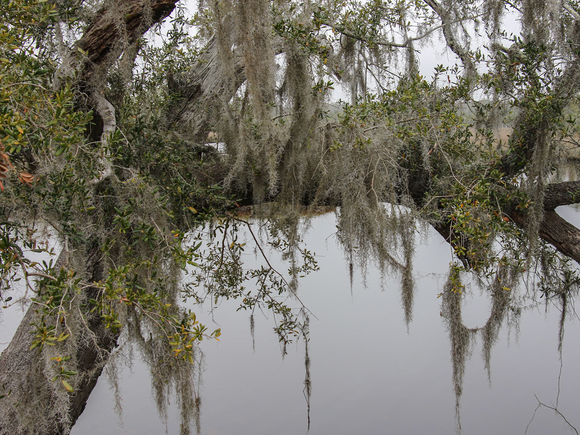 Big Bend WMA, Steinhatchee FL