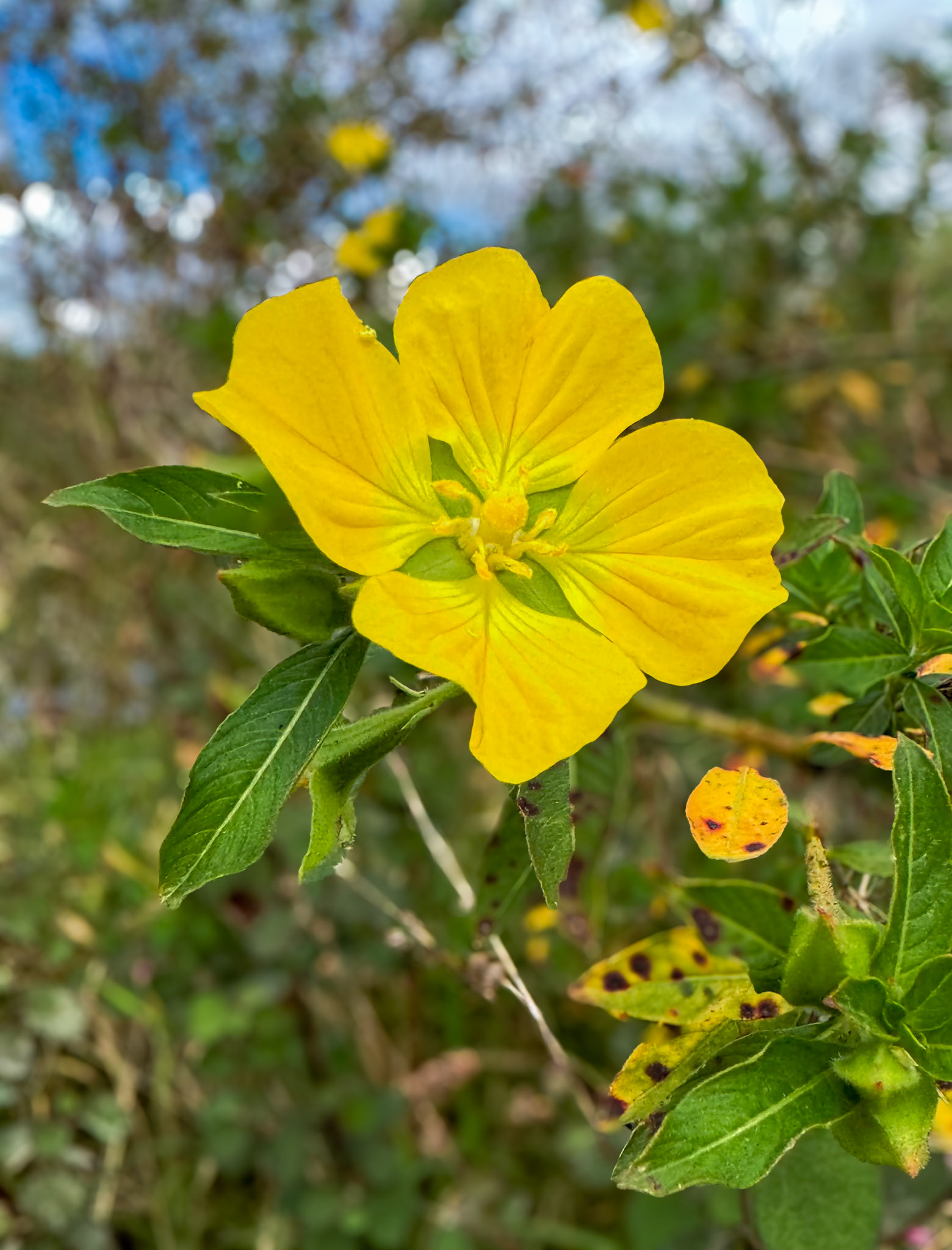 Circle Bar B Preserve, Lakeland FL