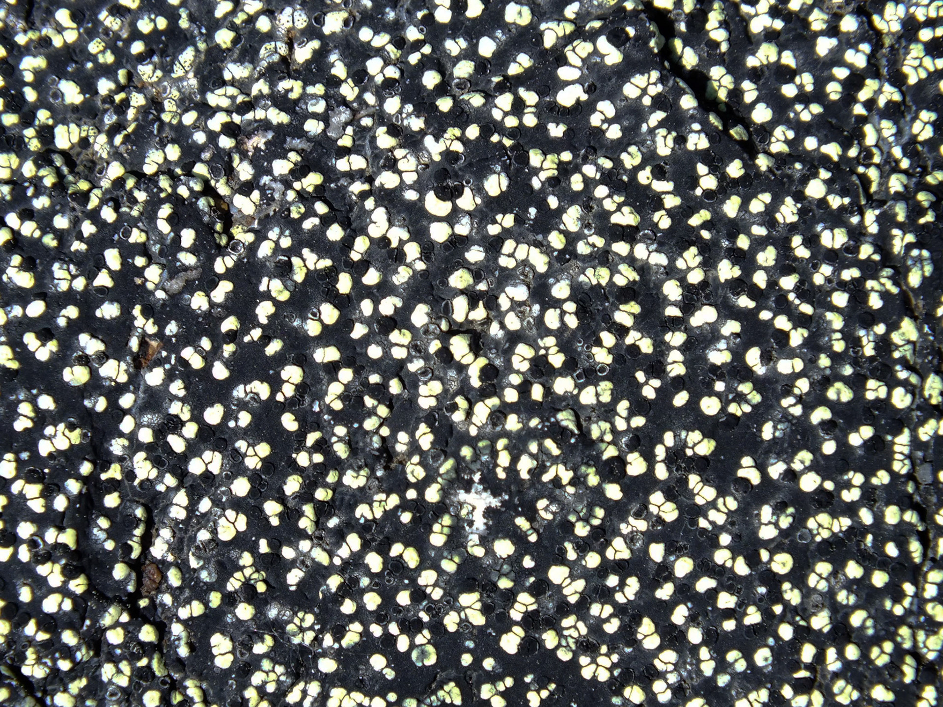 Tatsamenie Lake Camp BC