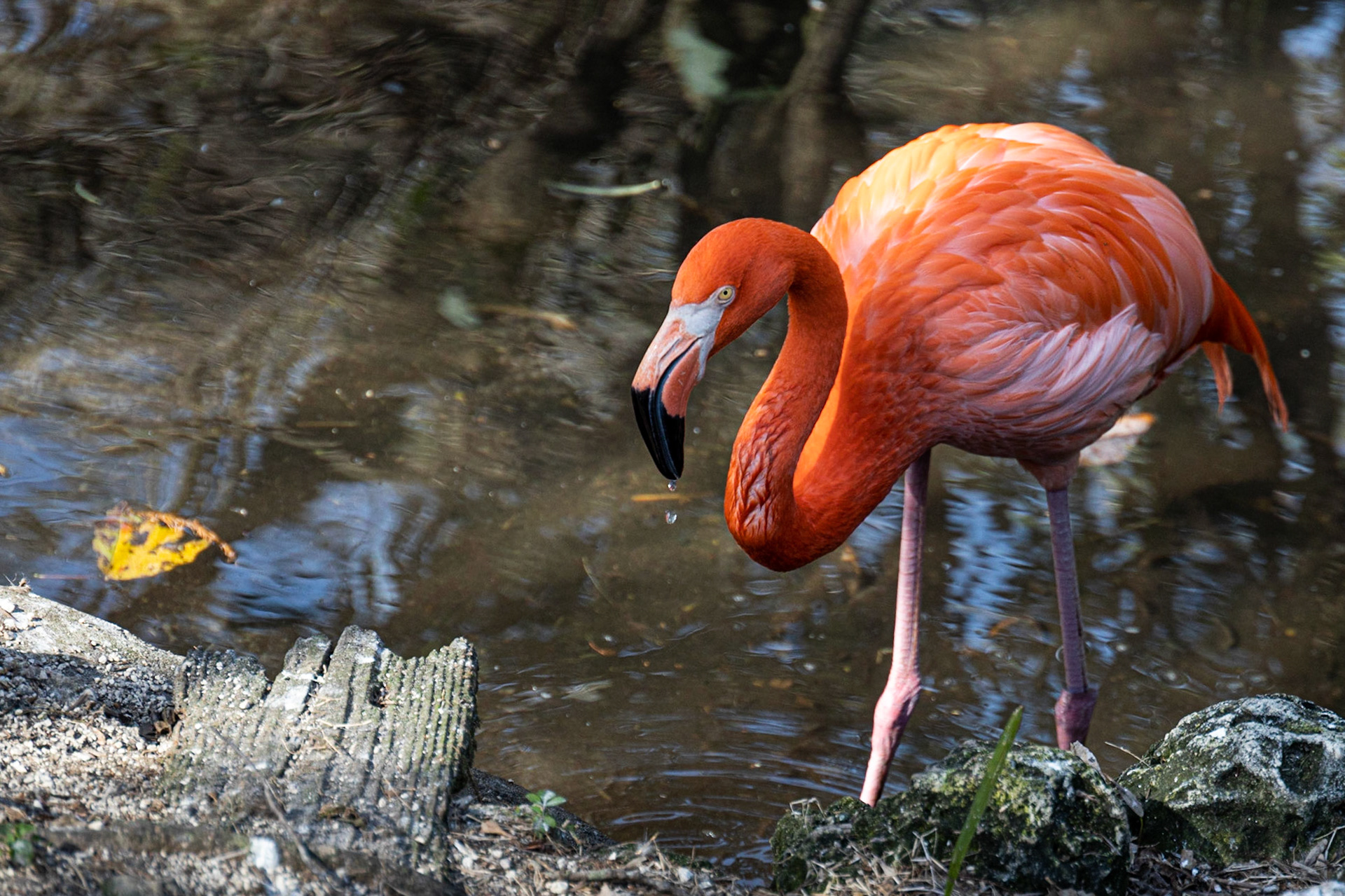 Ellie Schiller Wildlife SP