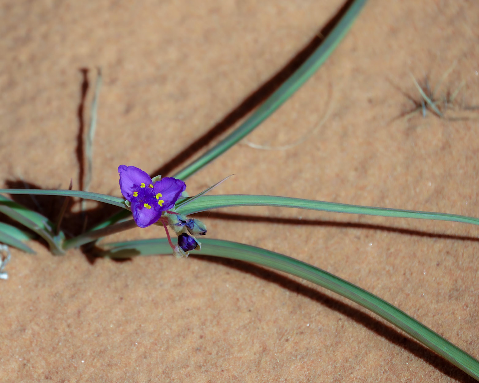 South Coyote Buttes, Vermillion Cliffs AZ
