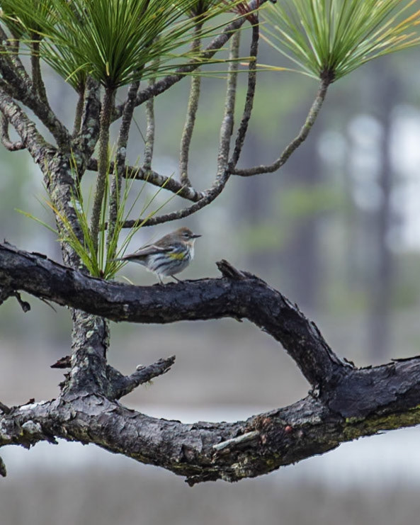 Saint George Island SP,FL