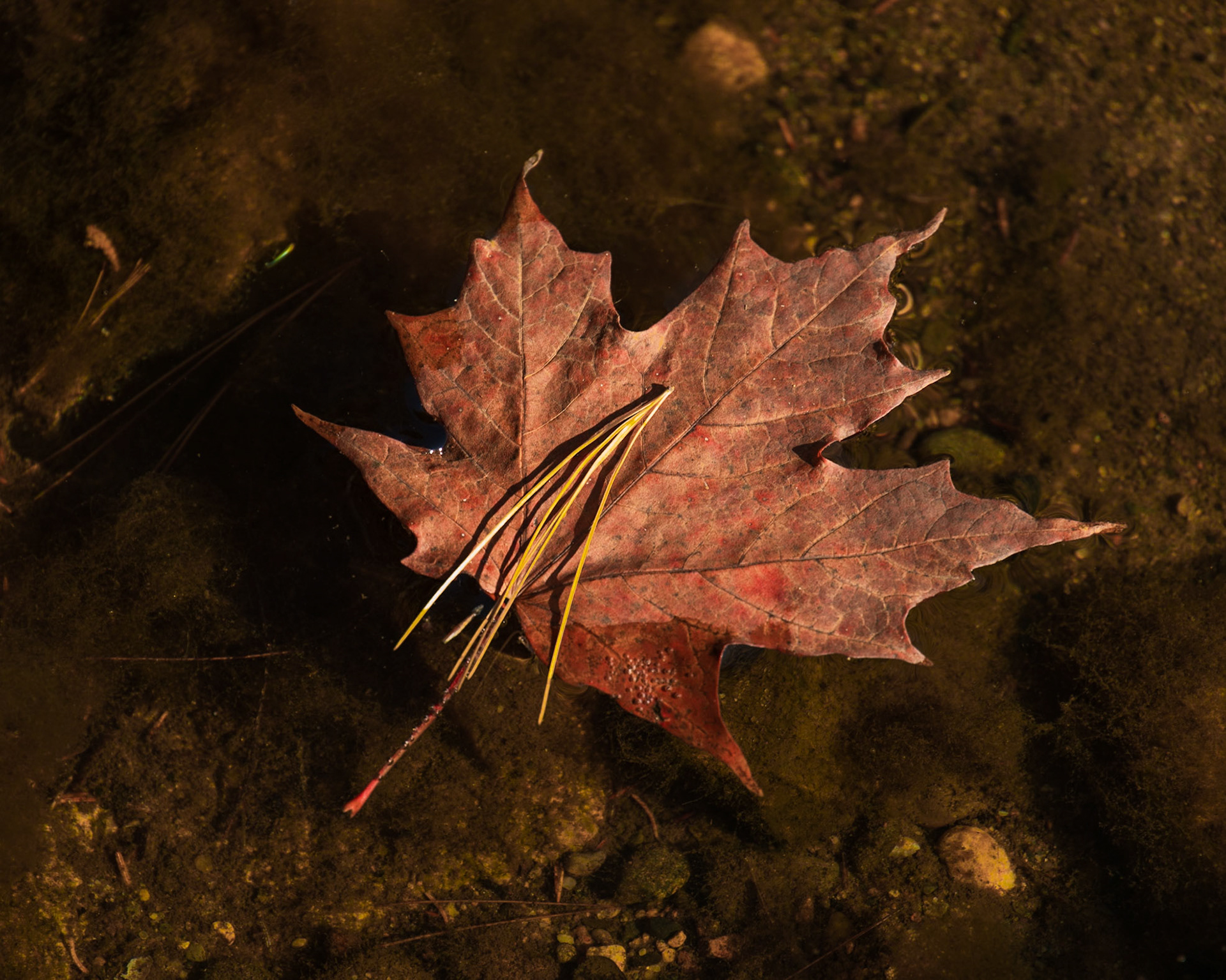 Big Eric's Bridge SF CG UP MI