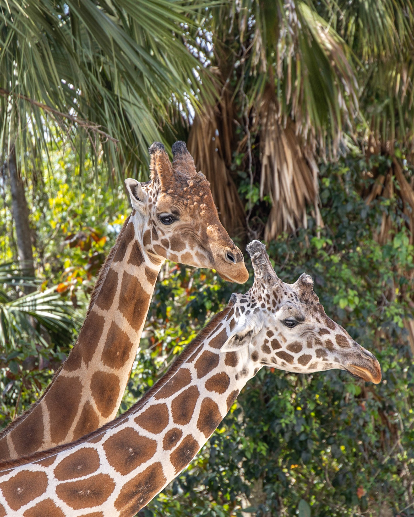 Naples Zoo, FL