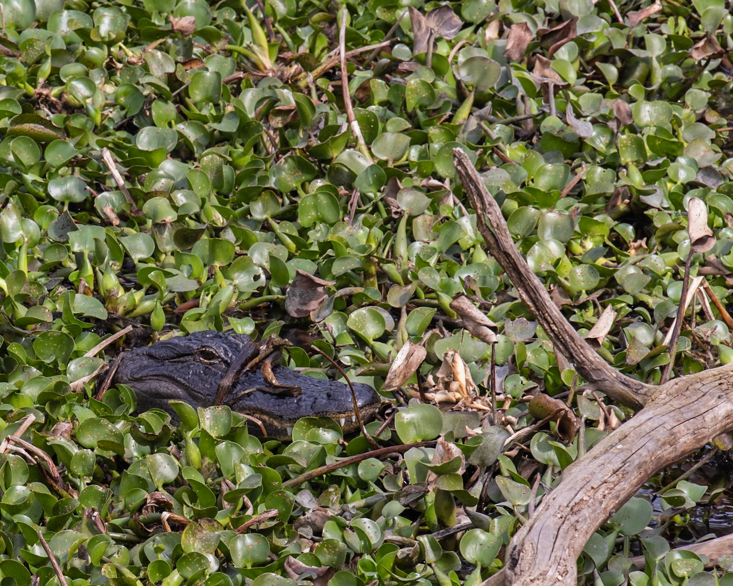 La Chua Boardwalk, Micanopy  FL