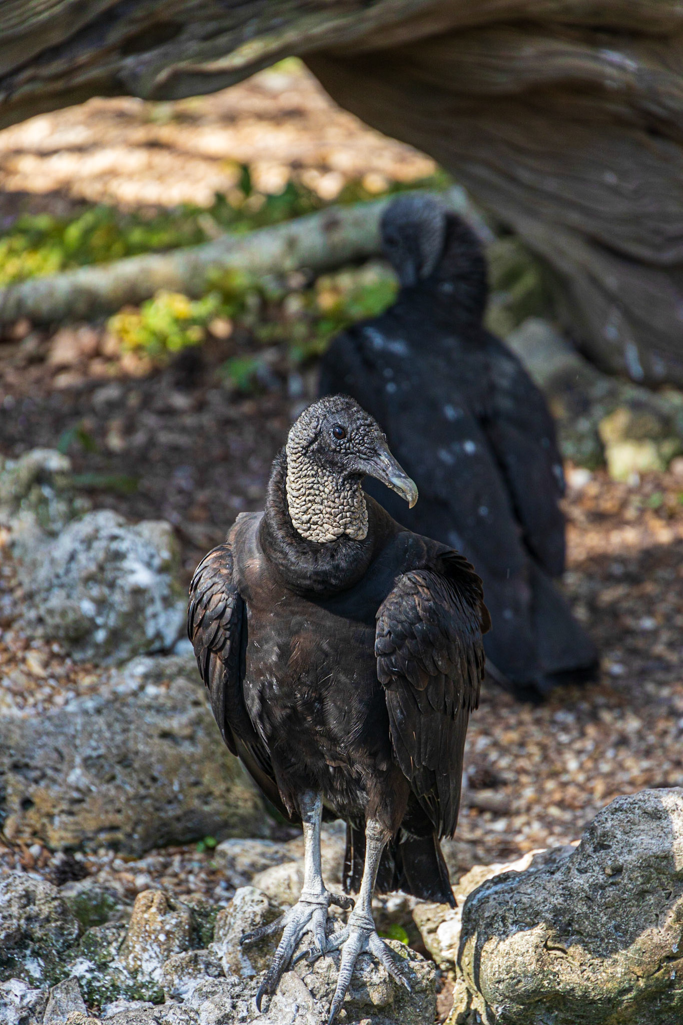Ellie Schiller Wildlife SP