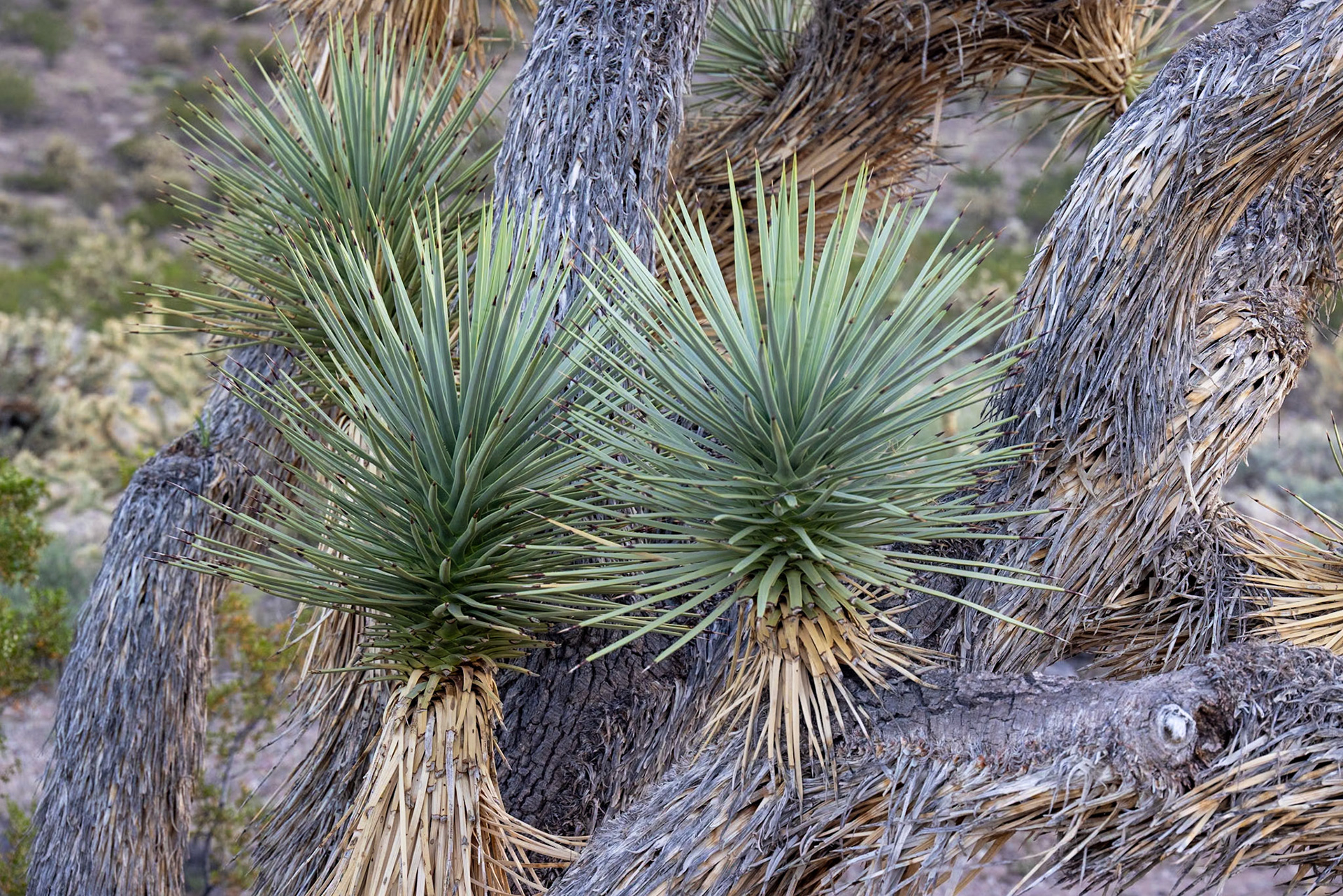 Gold Butte Road, Bunkerville NV