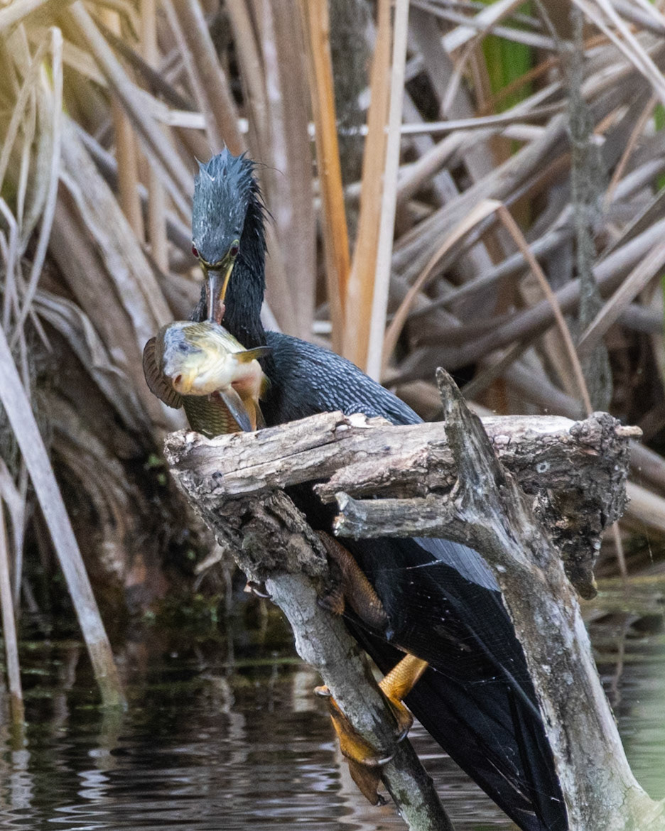 Emeralda Marsh Leesburg FL