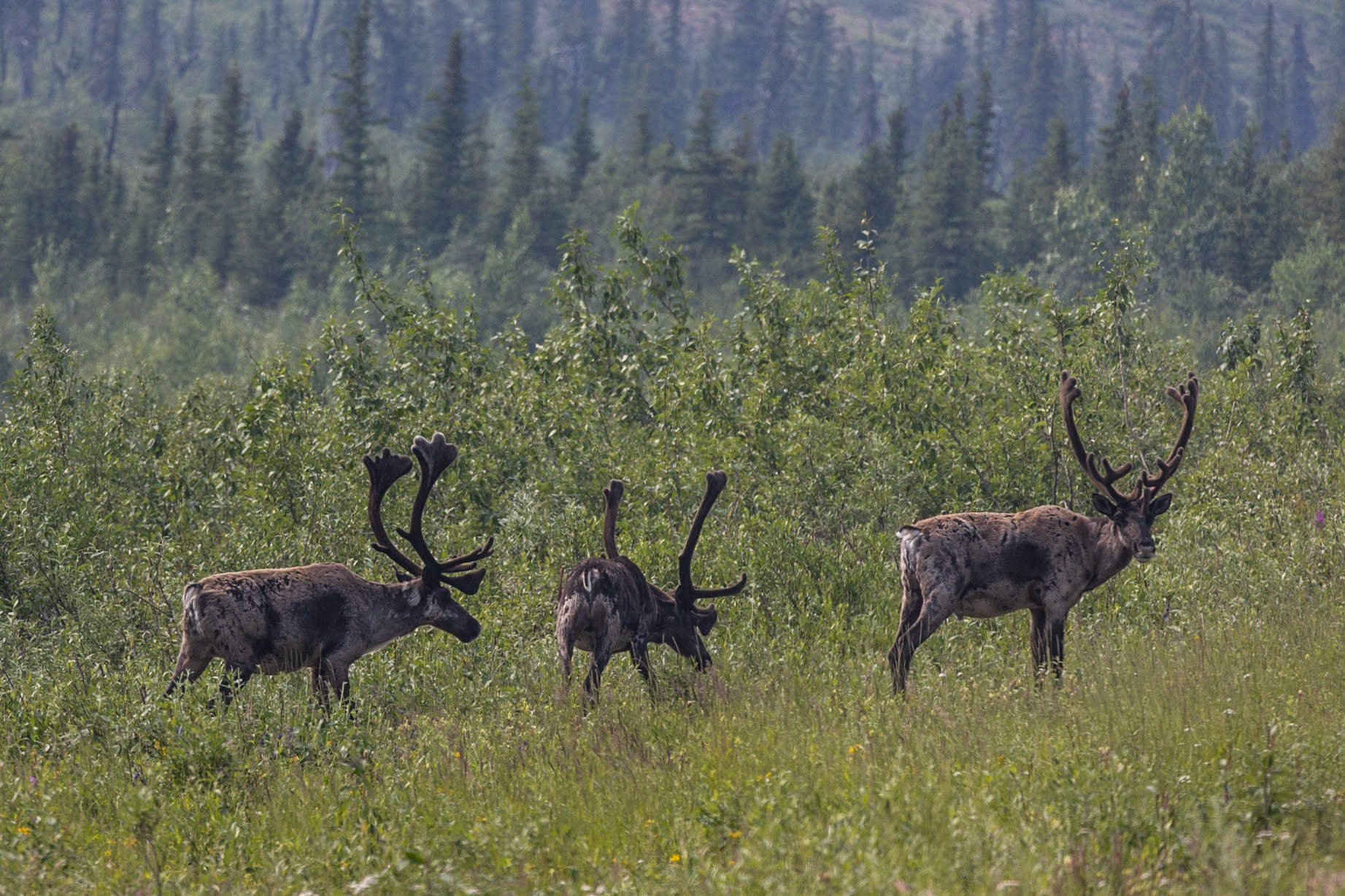 Taylor Hywy, Eagle AK