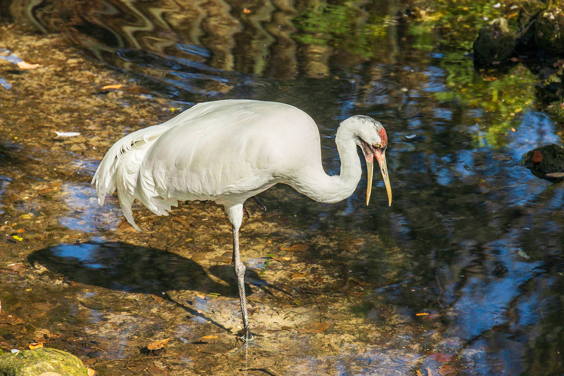 Ellie Schiller Wildlife SP