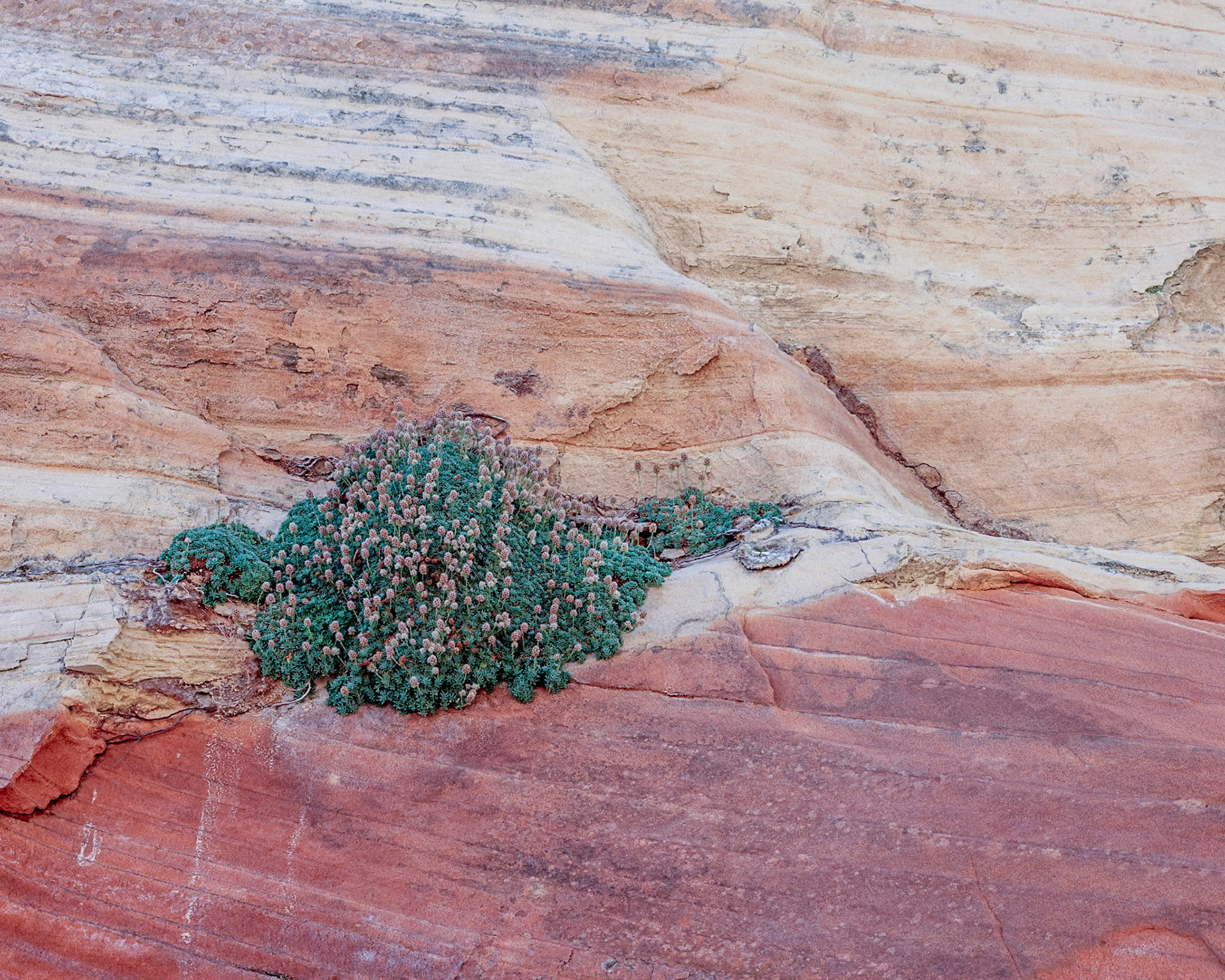 White Pockets, Vermillion Cliffs AZ