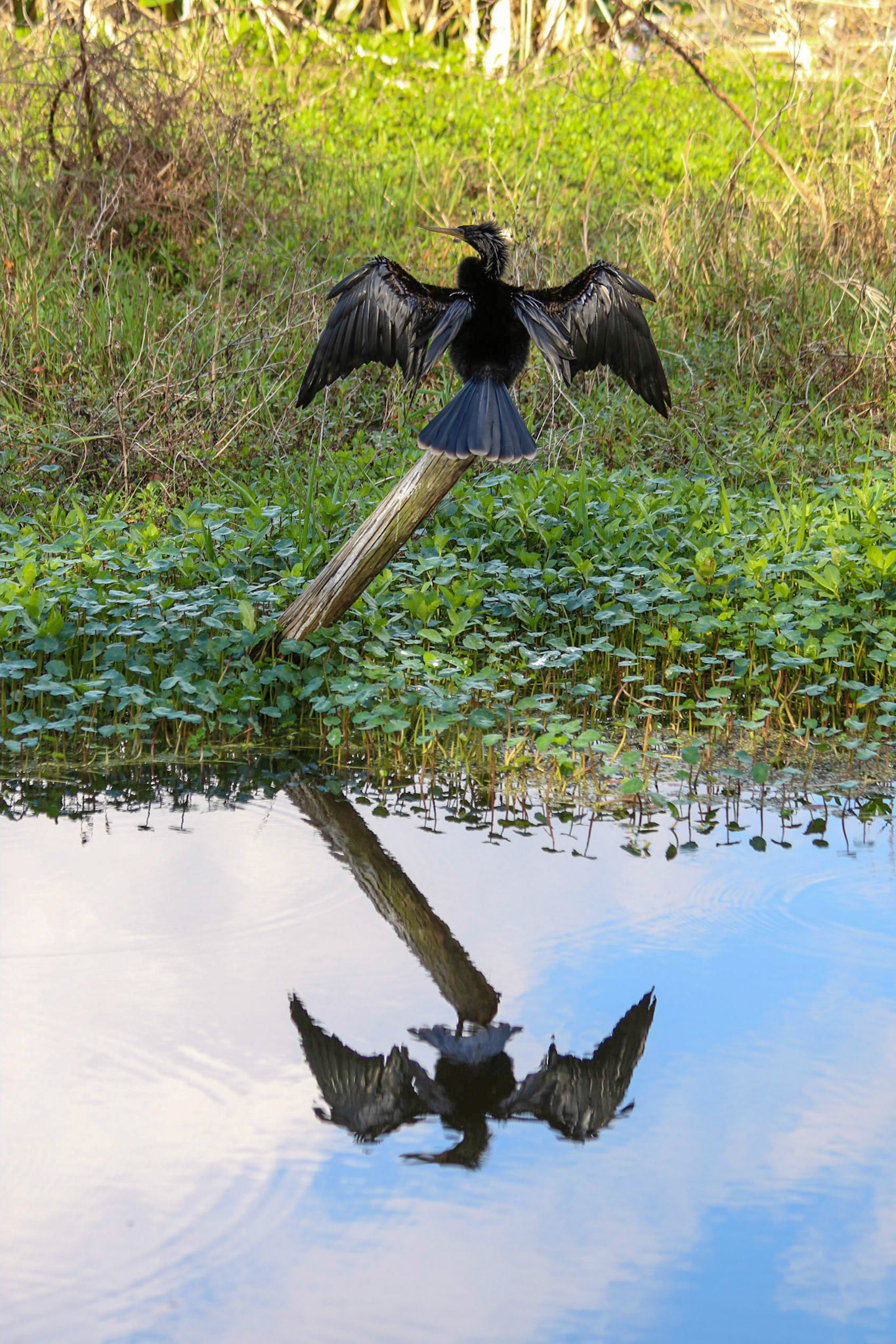 Circle B Bar Reserve, Lakeland FL
