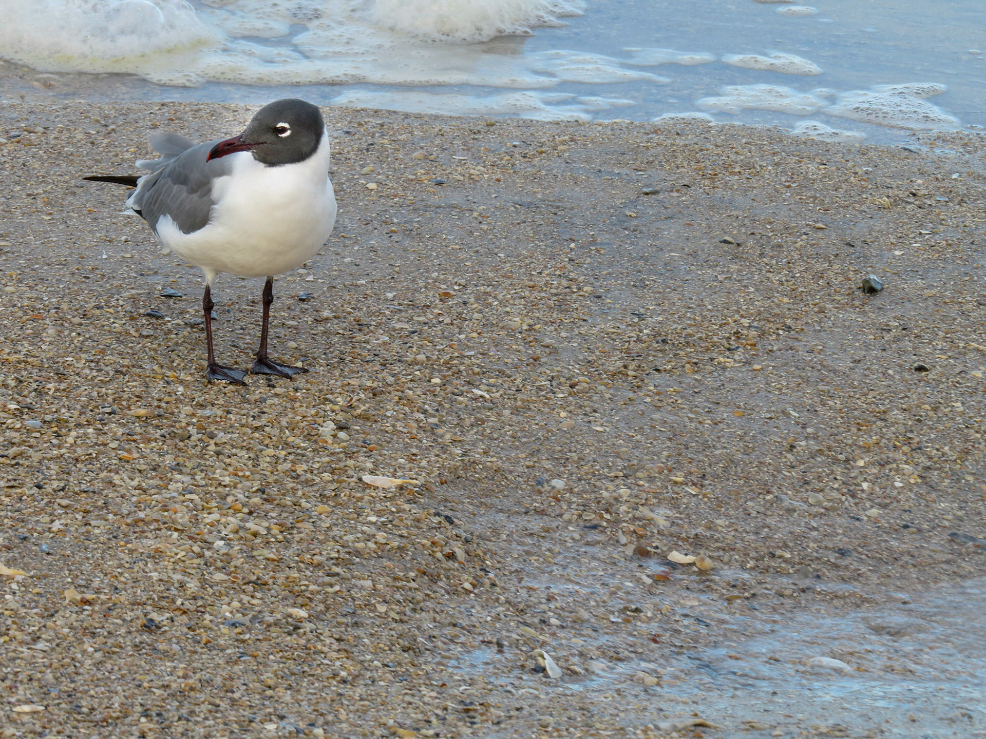Guana River NWR, Nocatee FL