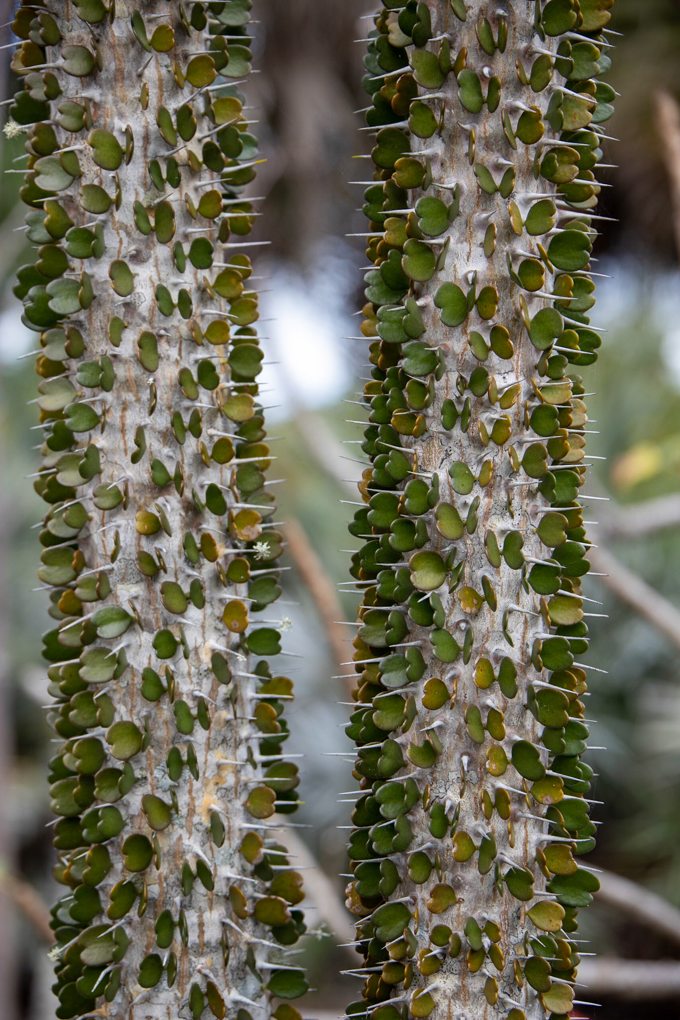 Naples Botanical Garden FL