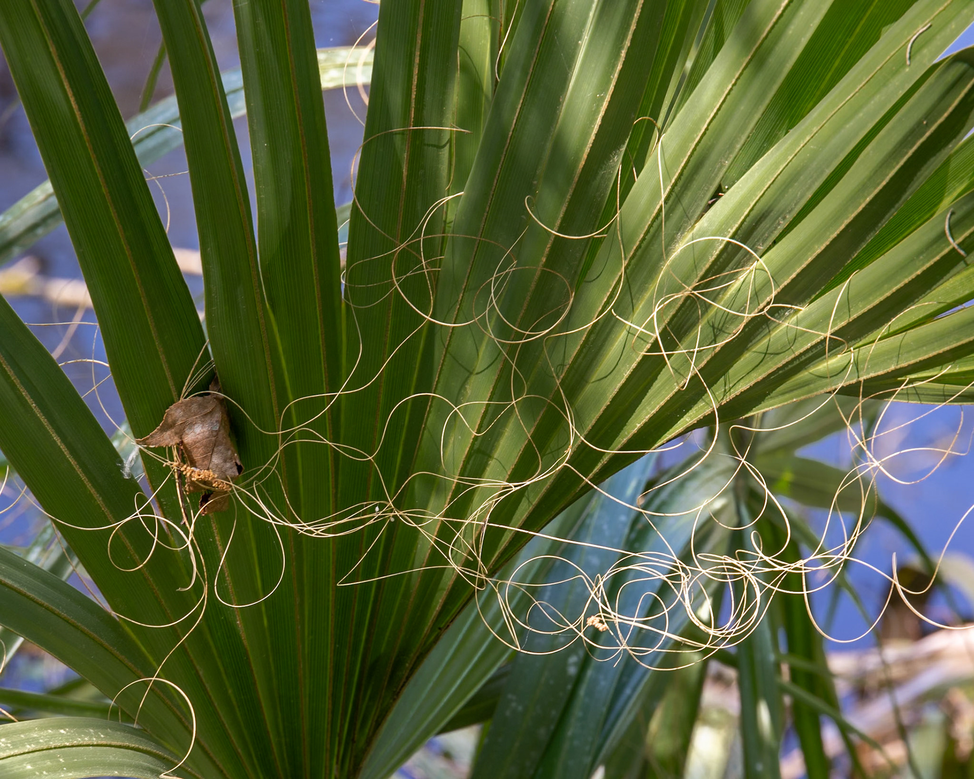 River Rapids Nature Trail, Tampa FL