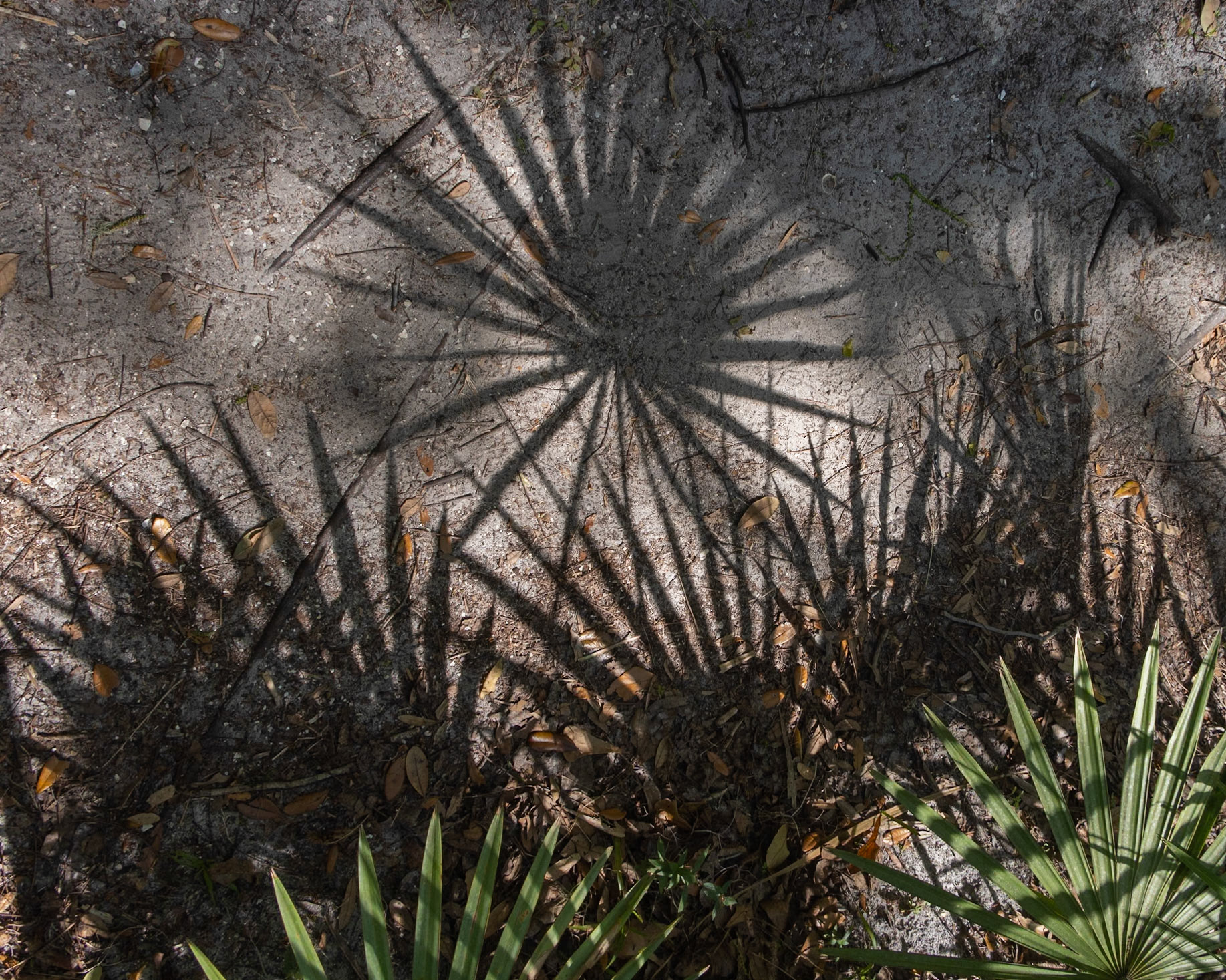 River Rapids Nature Trail, Tampa FL