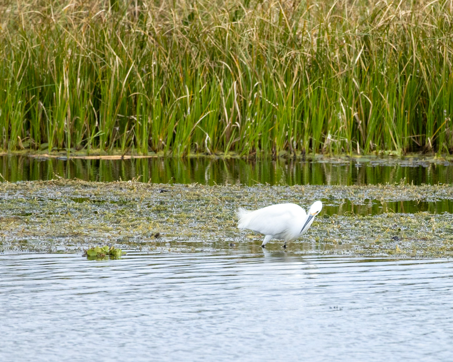Emeralda Marsh Leesburg FL