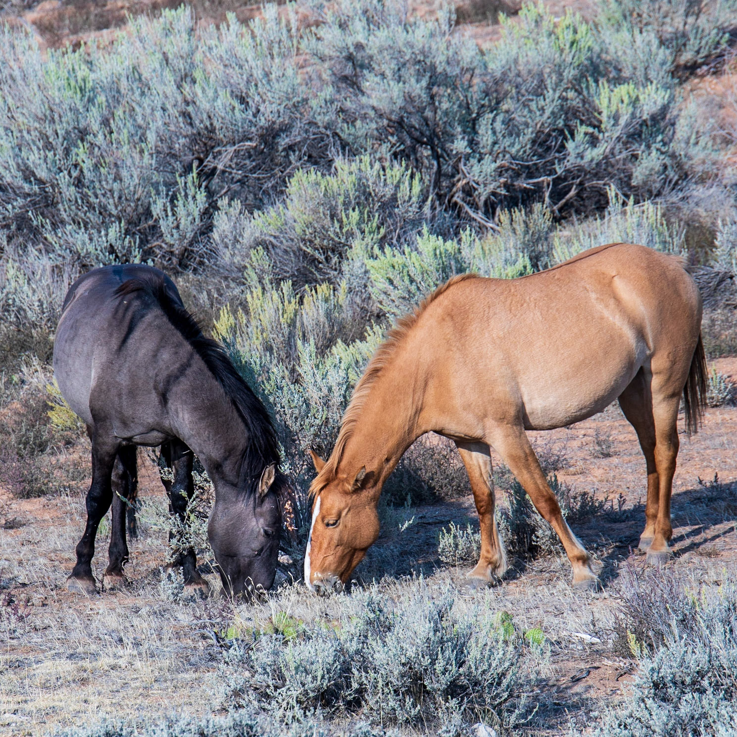 Bighorn Canyon National Rec Area,  Pryor MT