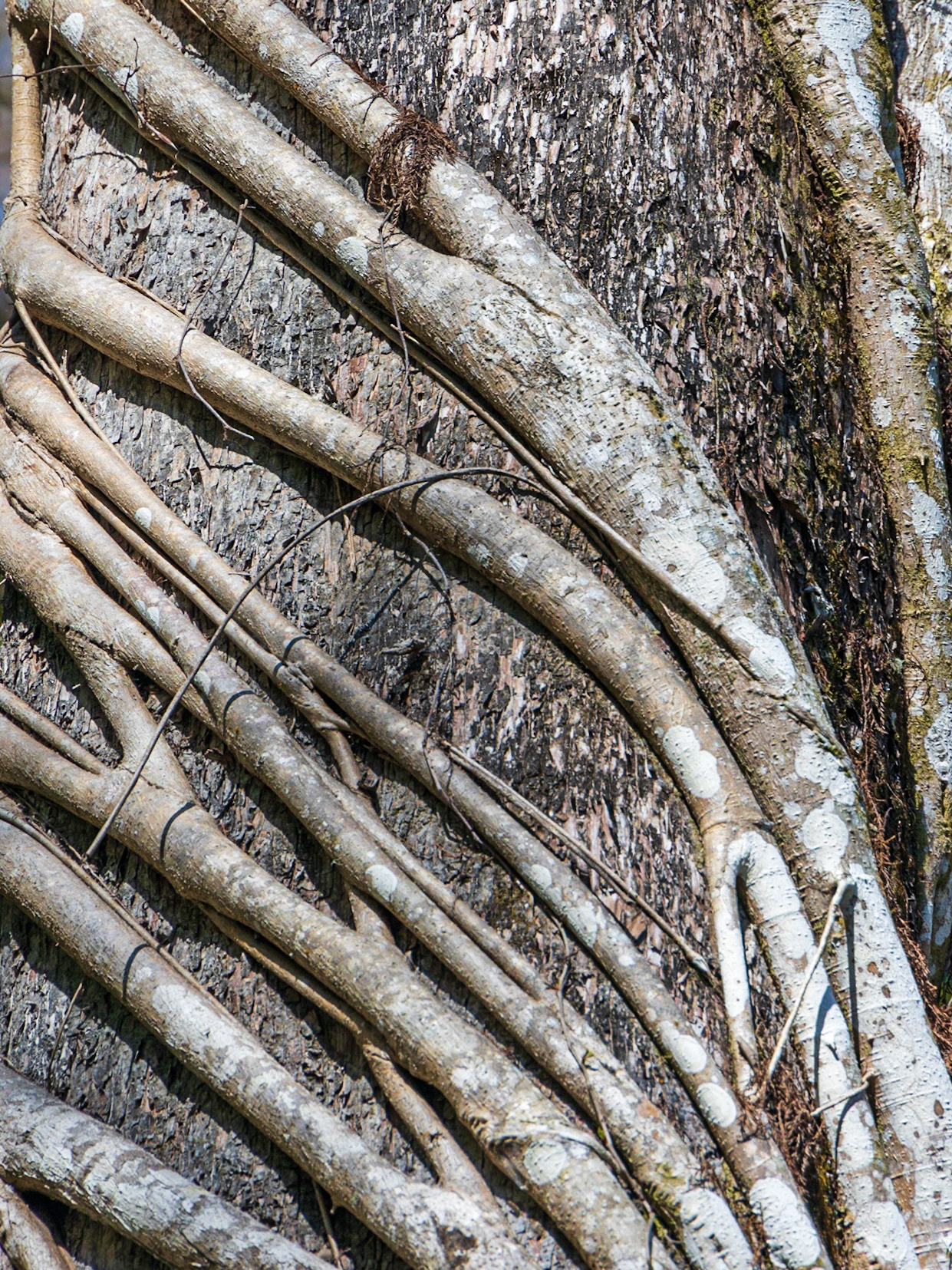 Corkscrew Swamp Sanctuary